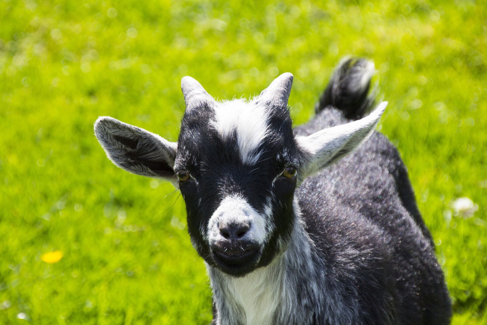 Canon EOS 60D sample photo. Goat, animal, nature photography