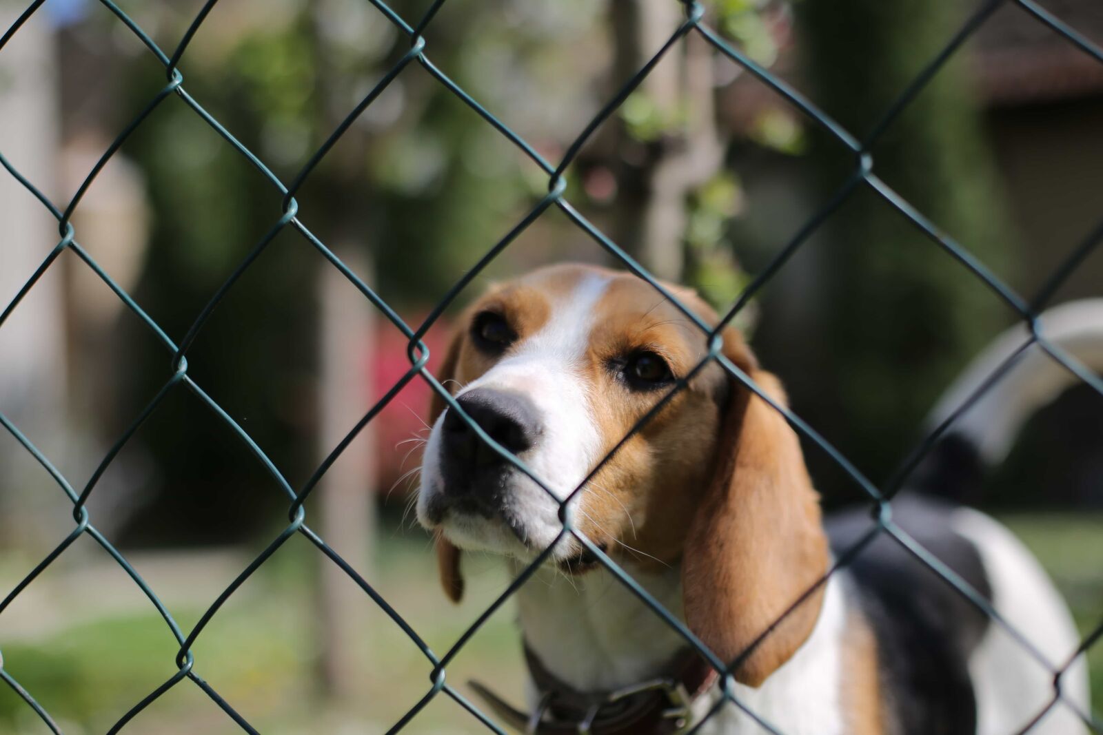 Canon EOS 5D Mark III sample photo. Beagle, collar, cute, domestic photography
