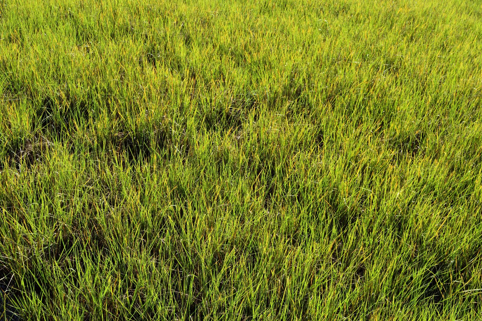 Nikon D3300 sample photo. Swamp grass, wetland, marsh photography