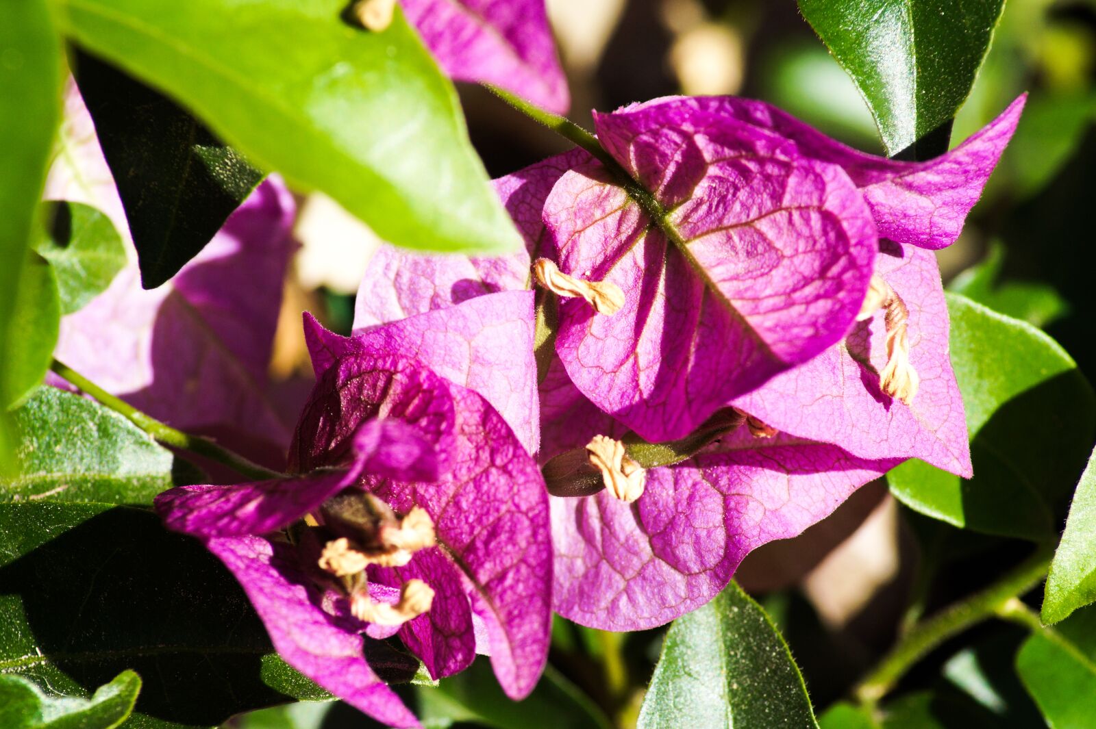 Sony SLT-A58 sample photo. Flower, purple, purple flower photography