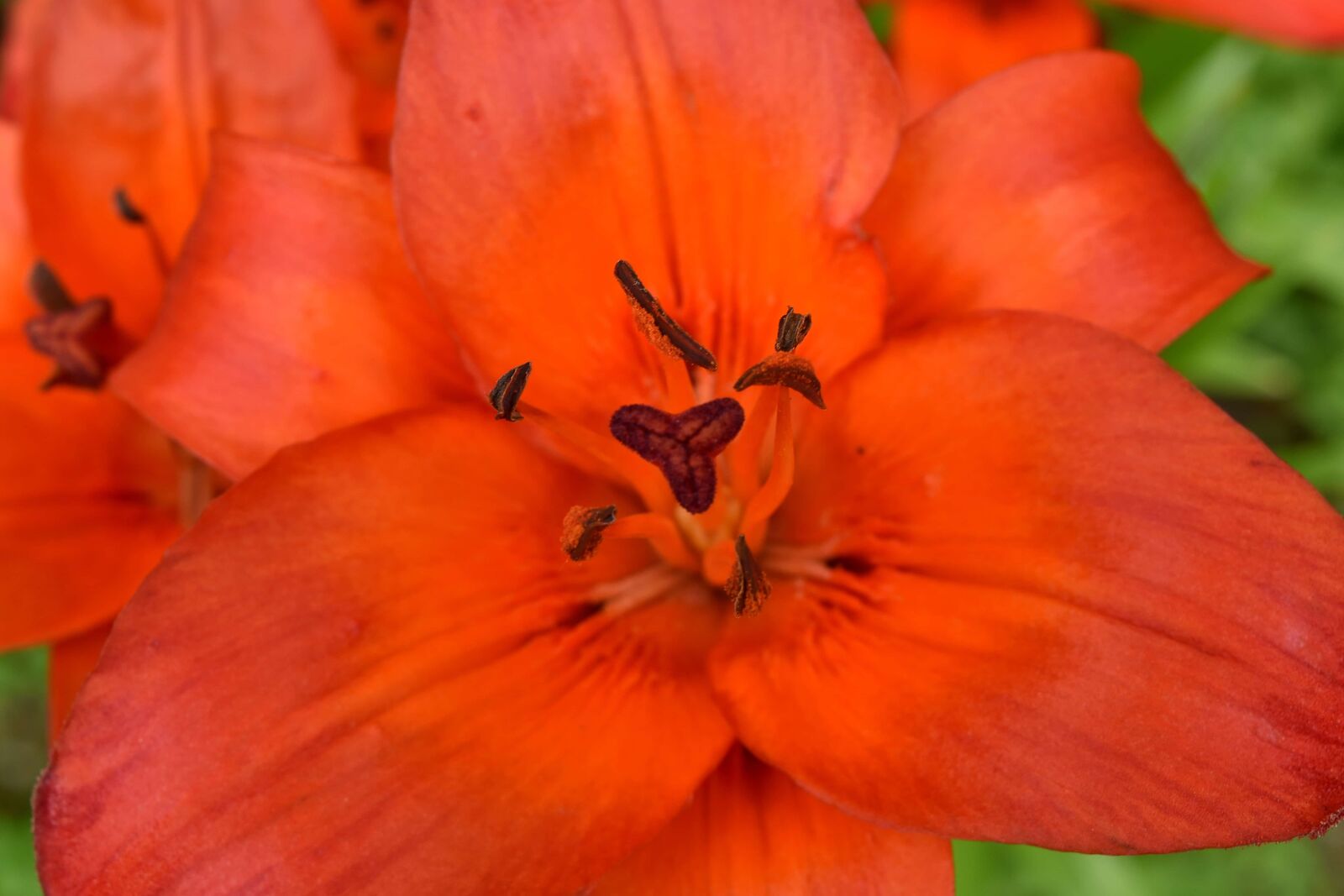 Nikon D5500 sample photo. Close-up, lily, pistil, pollen photography