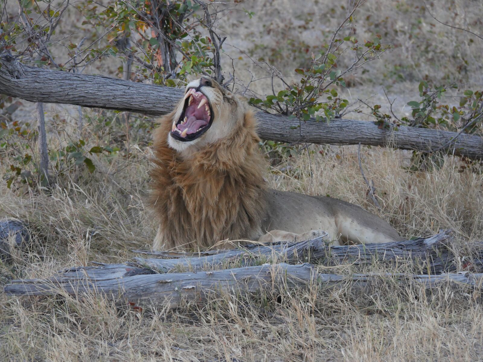 Panasonic Lumix DMC-GH4 sample photo. Botswana, lion, predator photography