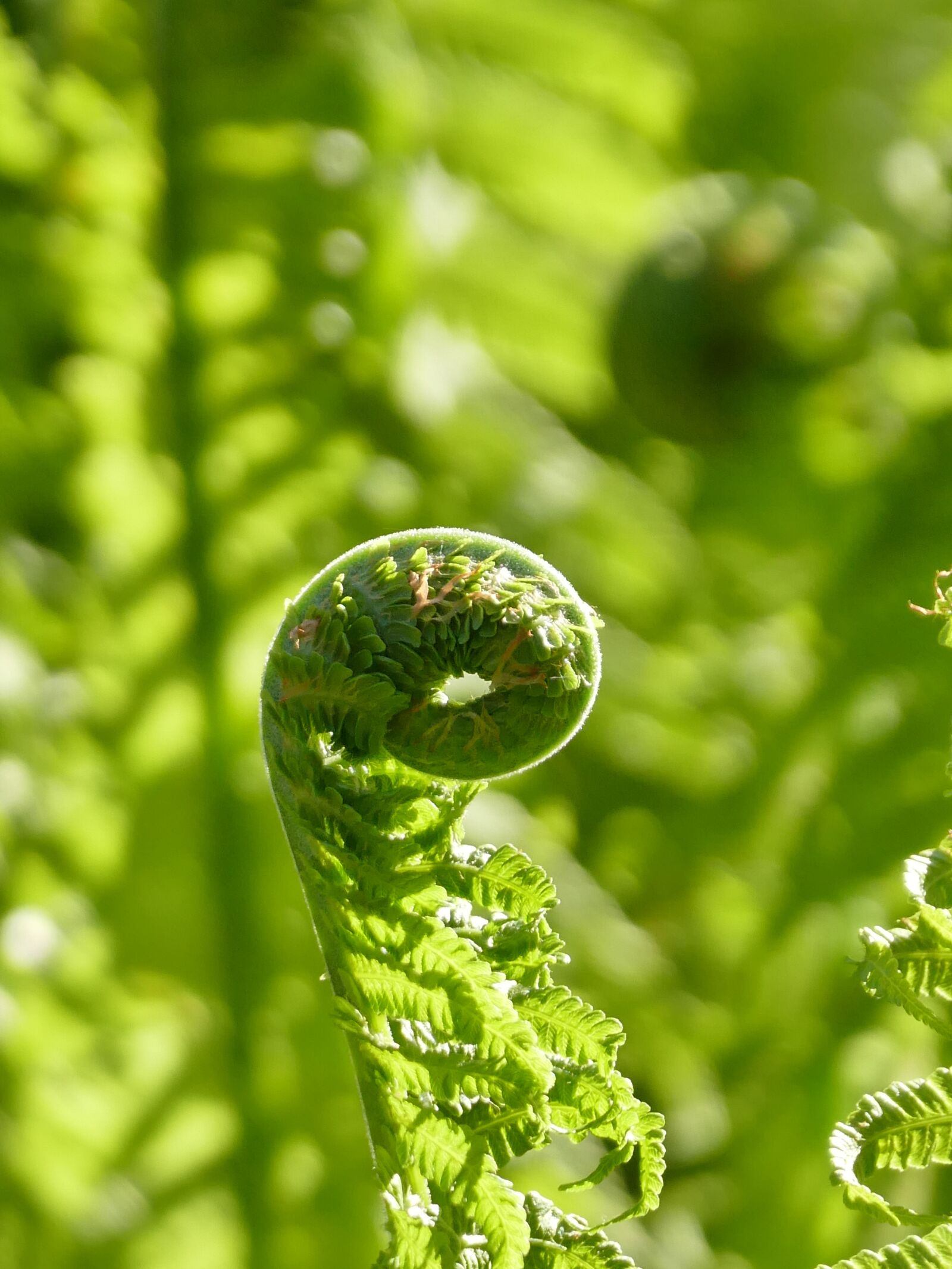 Panasonic Lumix DMC-FZ1000 sample photo. Fern, plant, light green photography