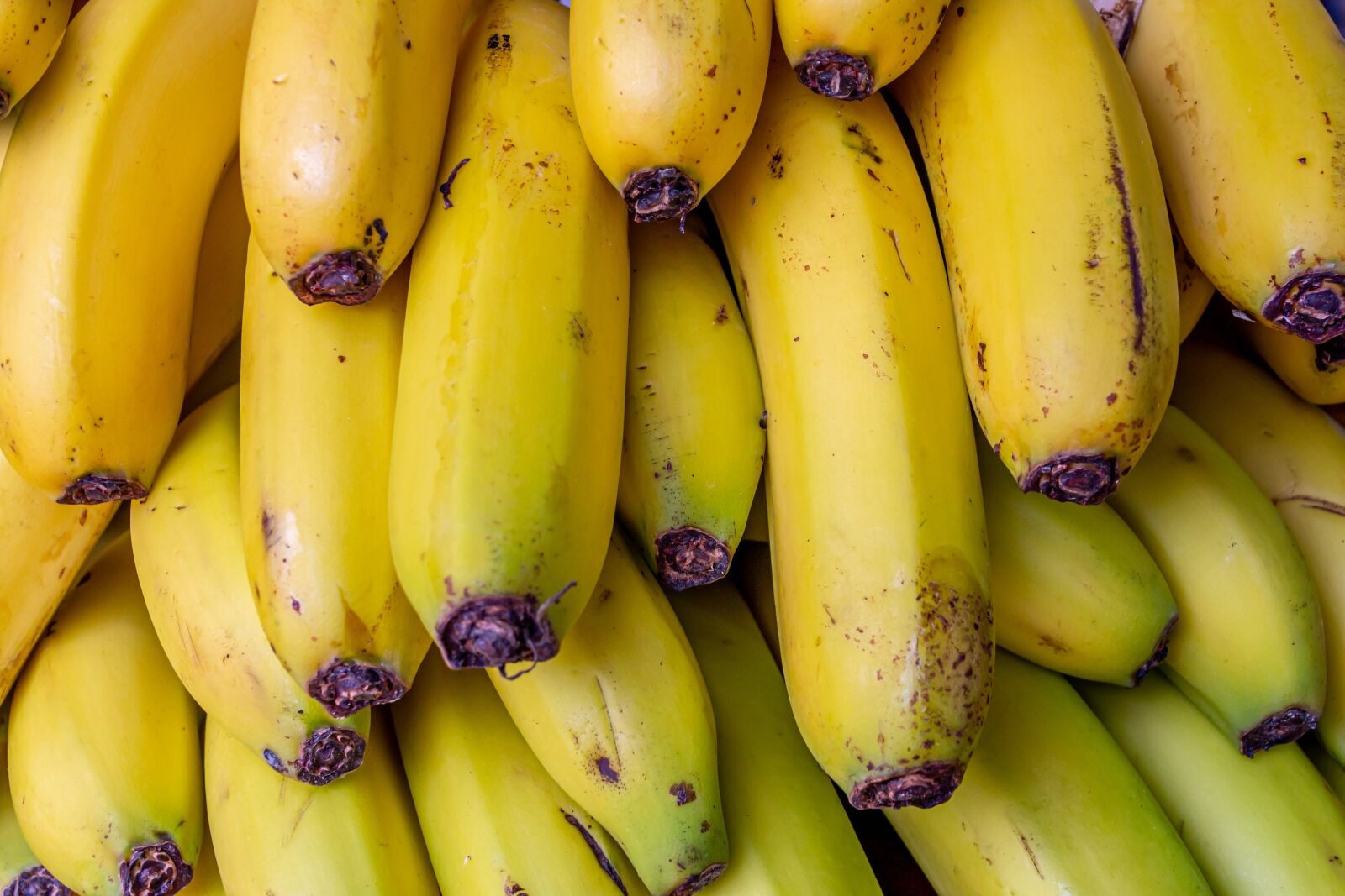 Canon EOS 650D (EOS Rebel T4i / EOS Kiss X6i) sample photo. Bananas, banana shrub, fruit photography