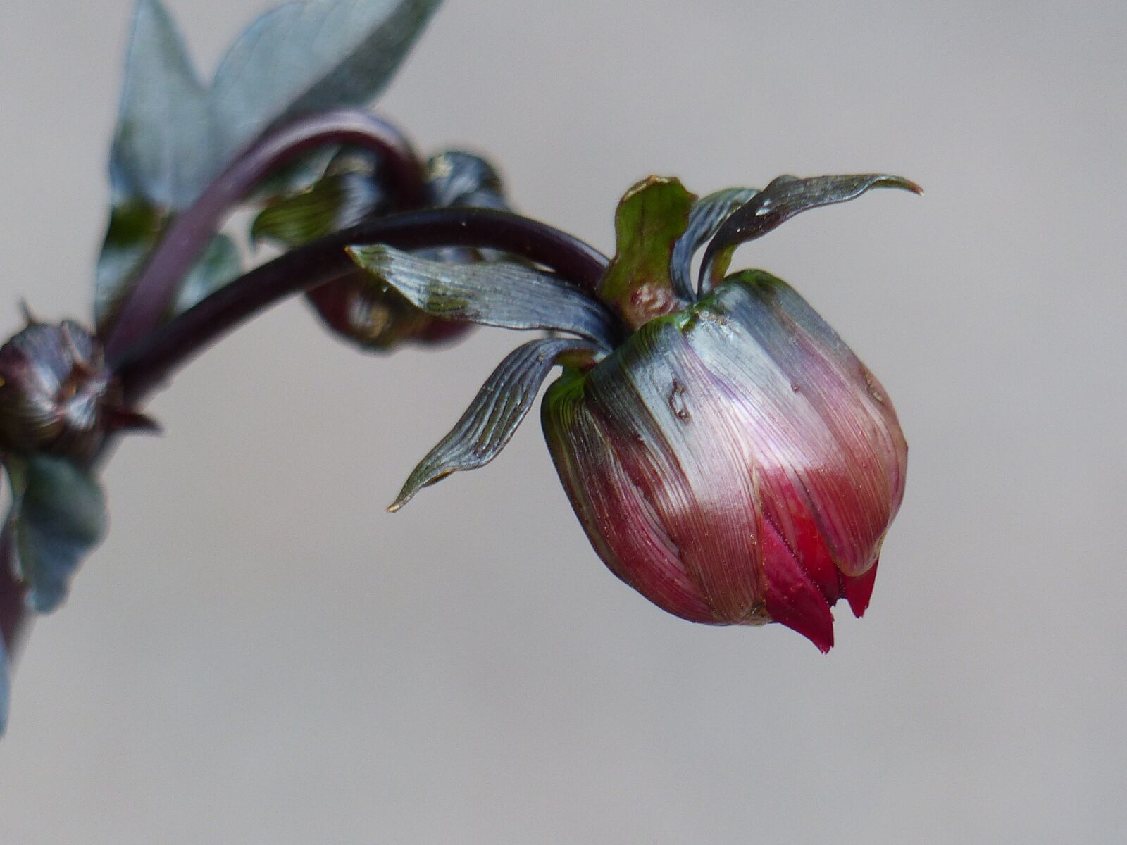 Panasonic Lumix DMC-FZ200 sample photo. The flower bud, dahlia photography