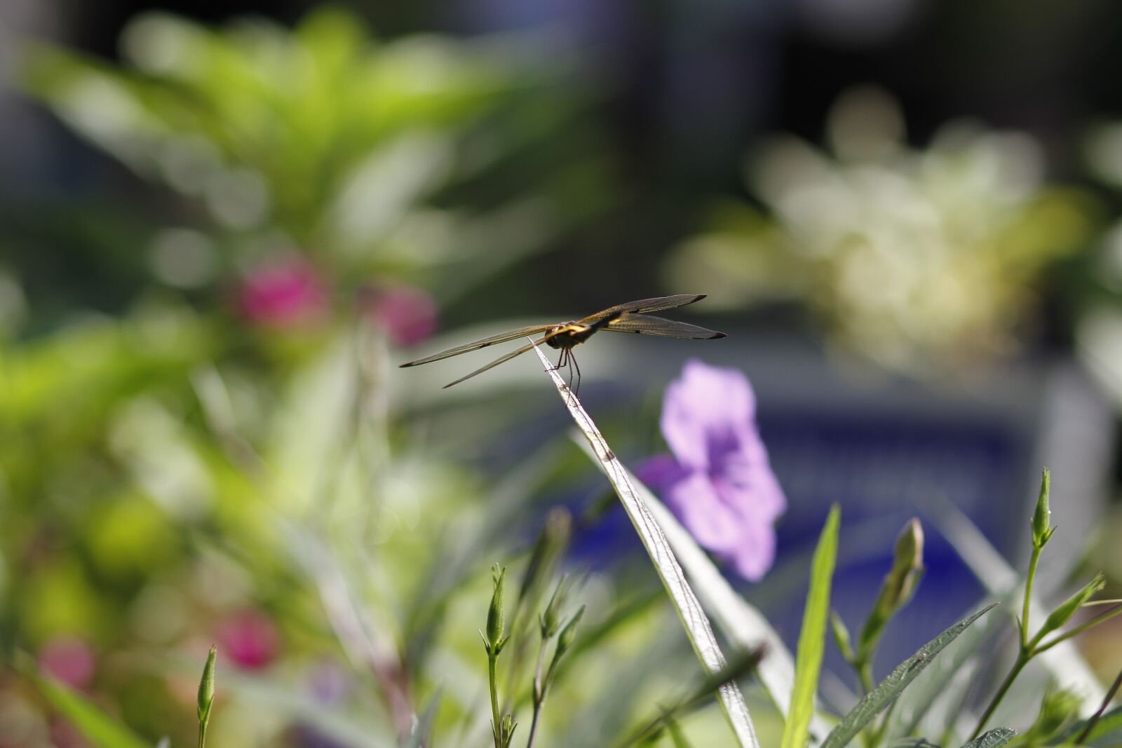 Canon EOS 7D + Canon EF 85mm F1.8 USM sample photo. Dragonfly, flower, garden photography