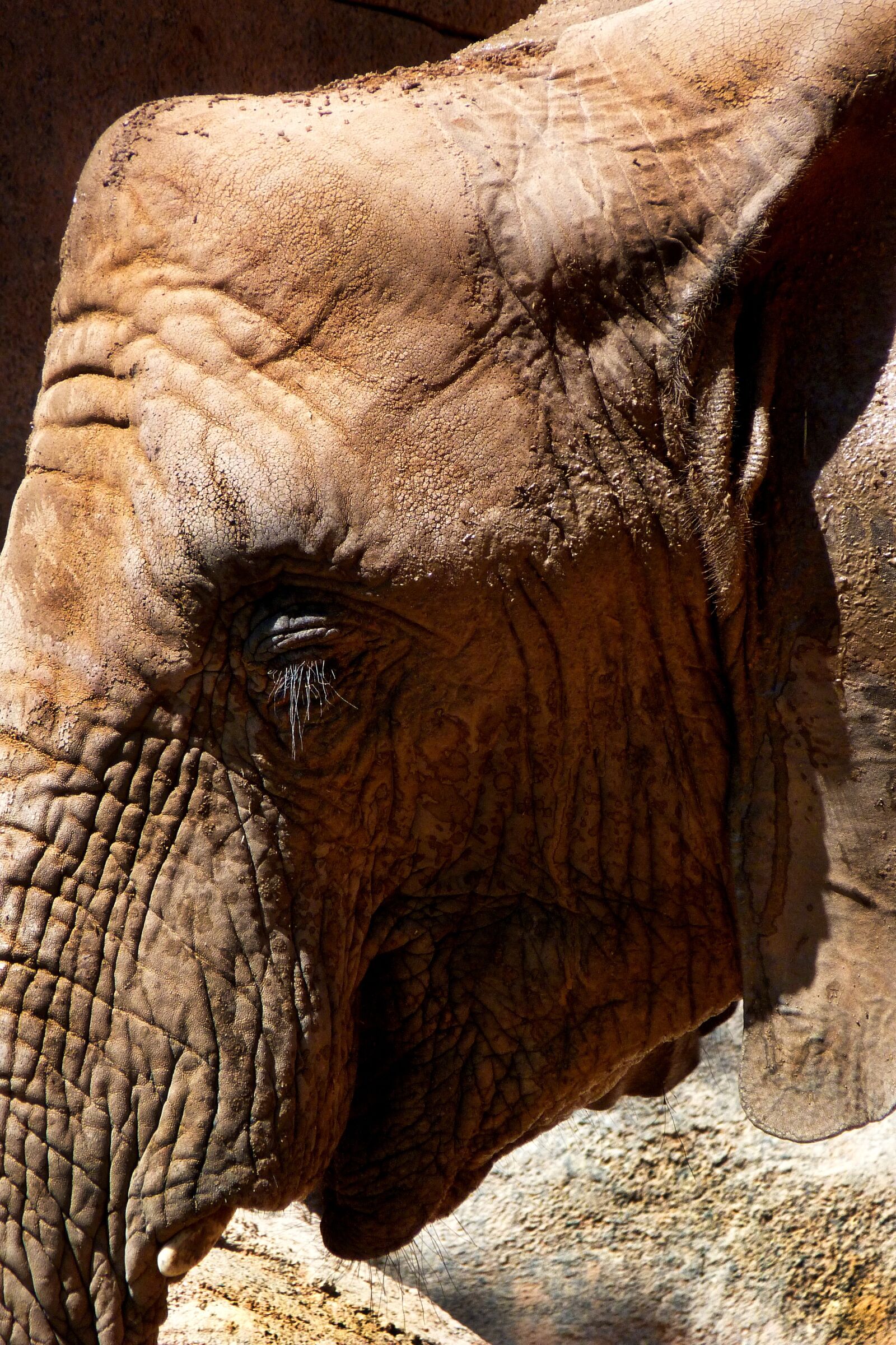 Panasonic Lumix DMC-FZ40 (Lumix DMC-FZ45) sample photo. Elephant, animals, africa photography