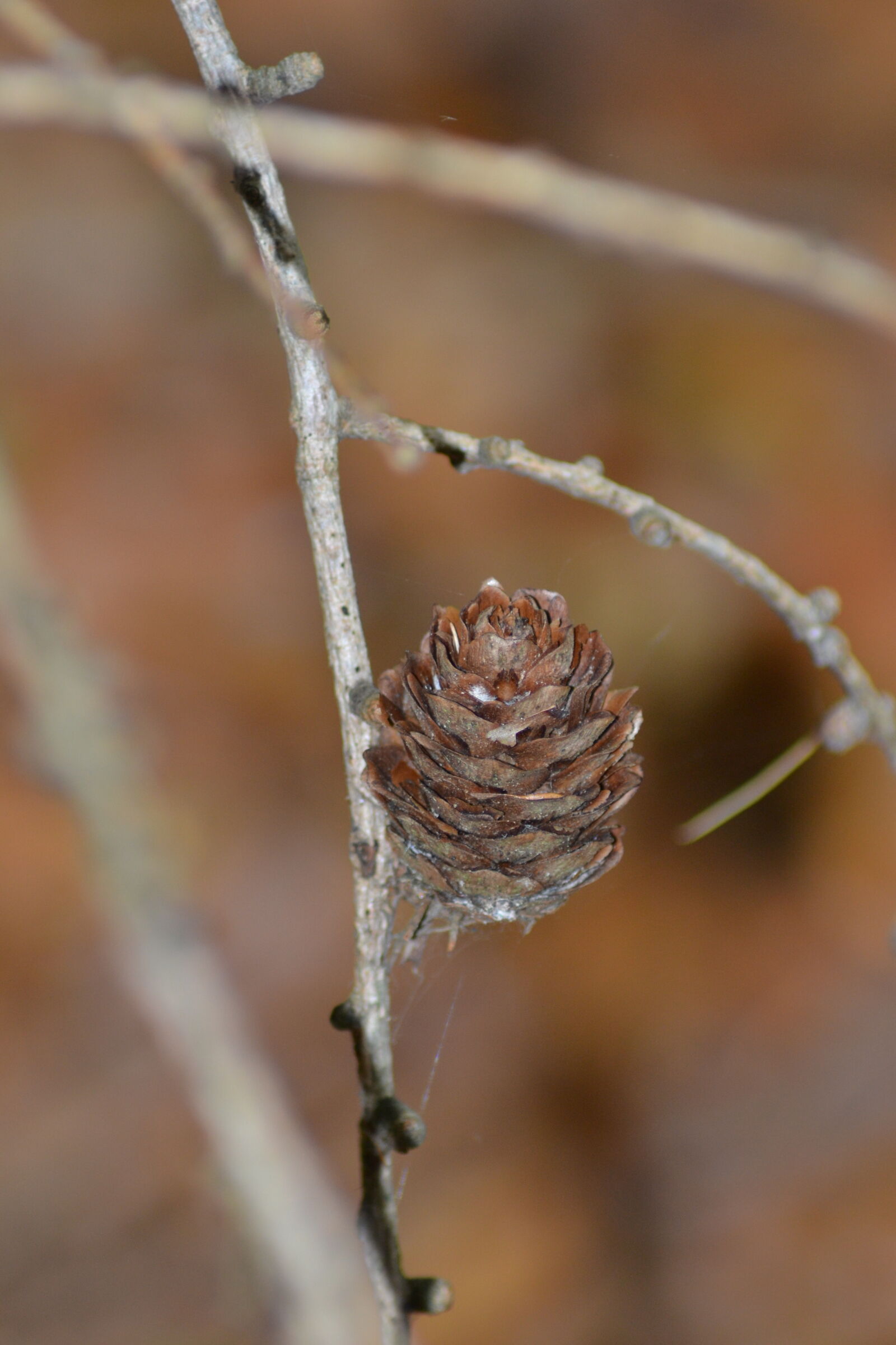 Nikon D3100 sample photo. Autumn, close, up, view photography