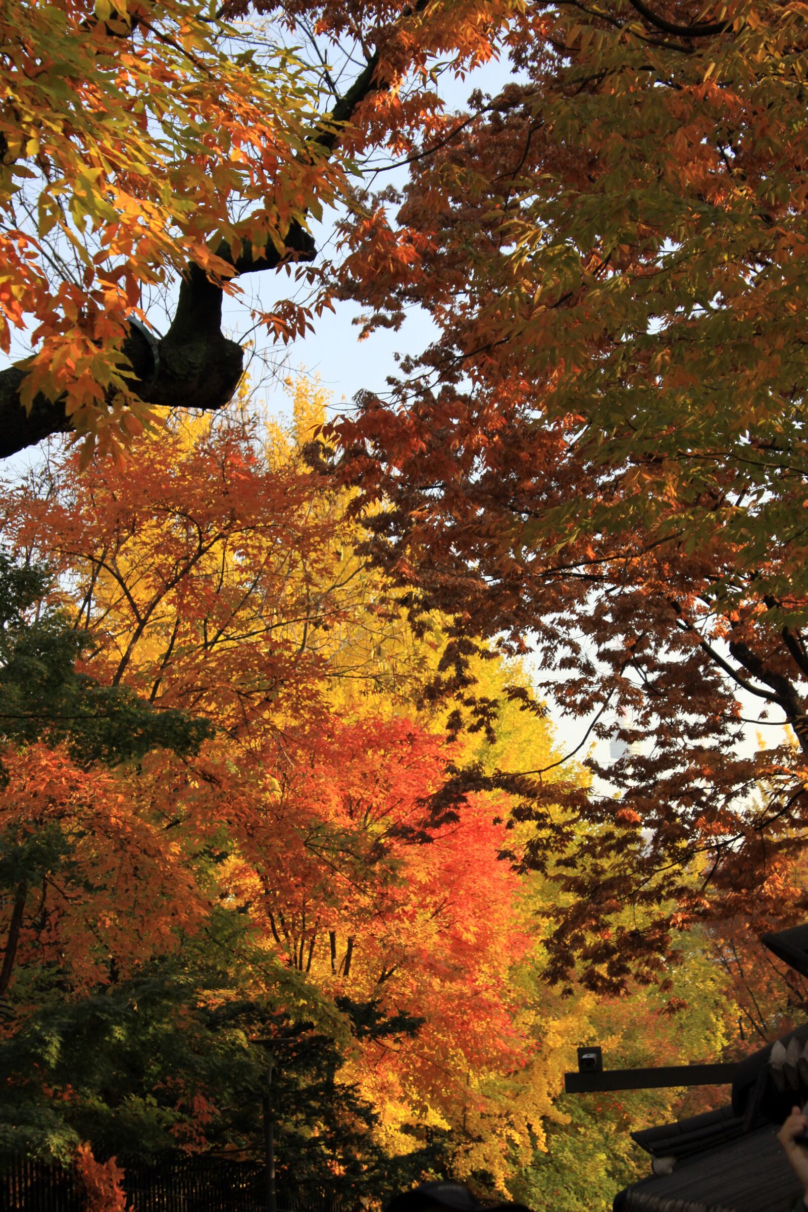 Canon EOS 50D sample photo. Autumn leaves, autumn, wood photography