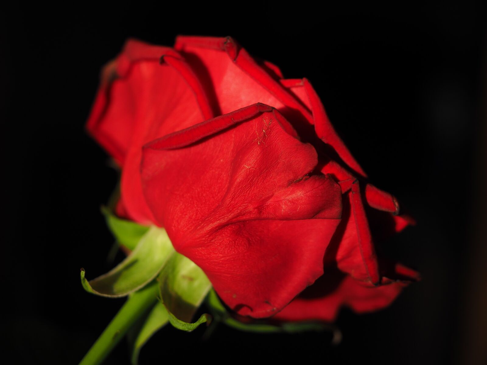 Olympus OM-D E-M1 + Olympus M.Zuiko Digital ED 12-40mm F2.8 Pro sample photo. Rose, red, flower photography