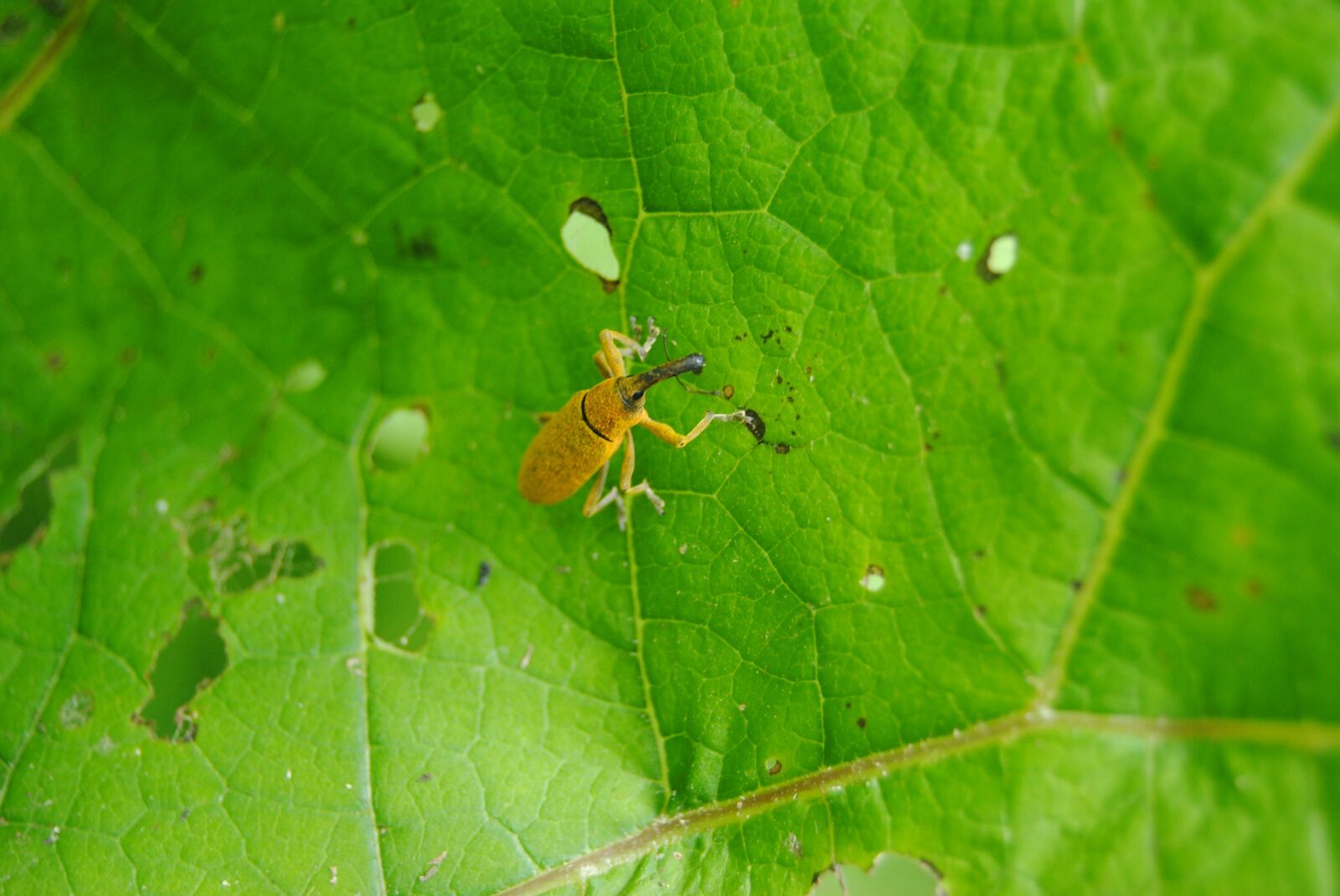 Nikon D3000 sample photo. Insect, leaf, nature photography