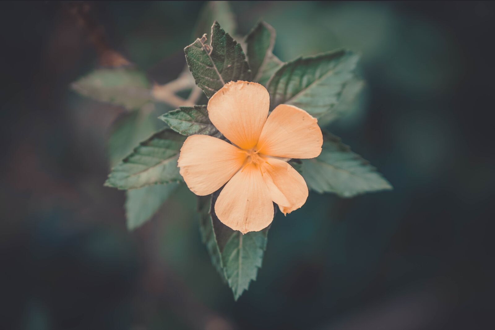 E 50mm F1.8 OSS sample photo. Flower, petal, love photography