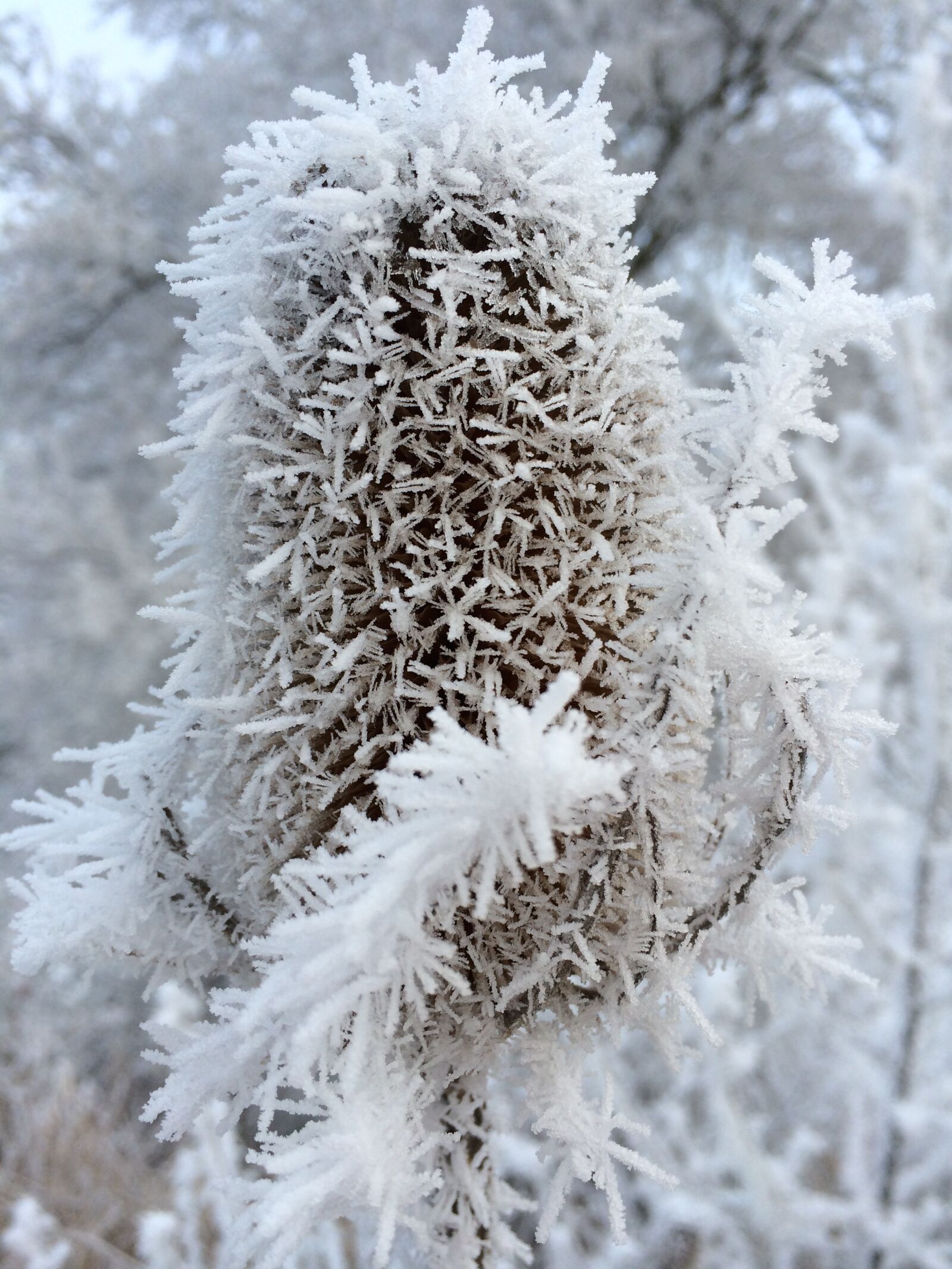 iPhone 5s back camera 4.12mm f/2.2 sample photo. Ice, frost, winter photography