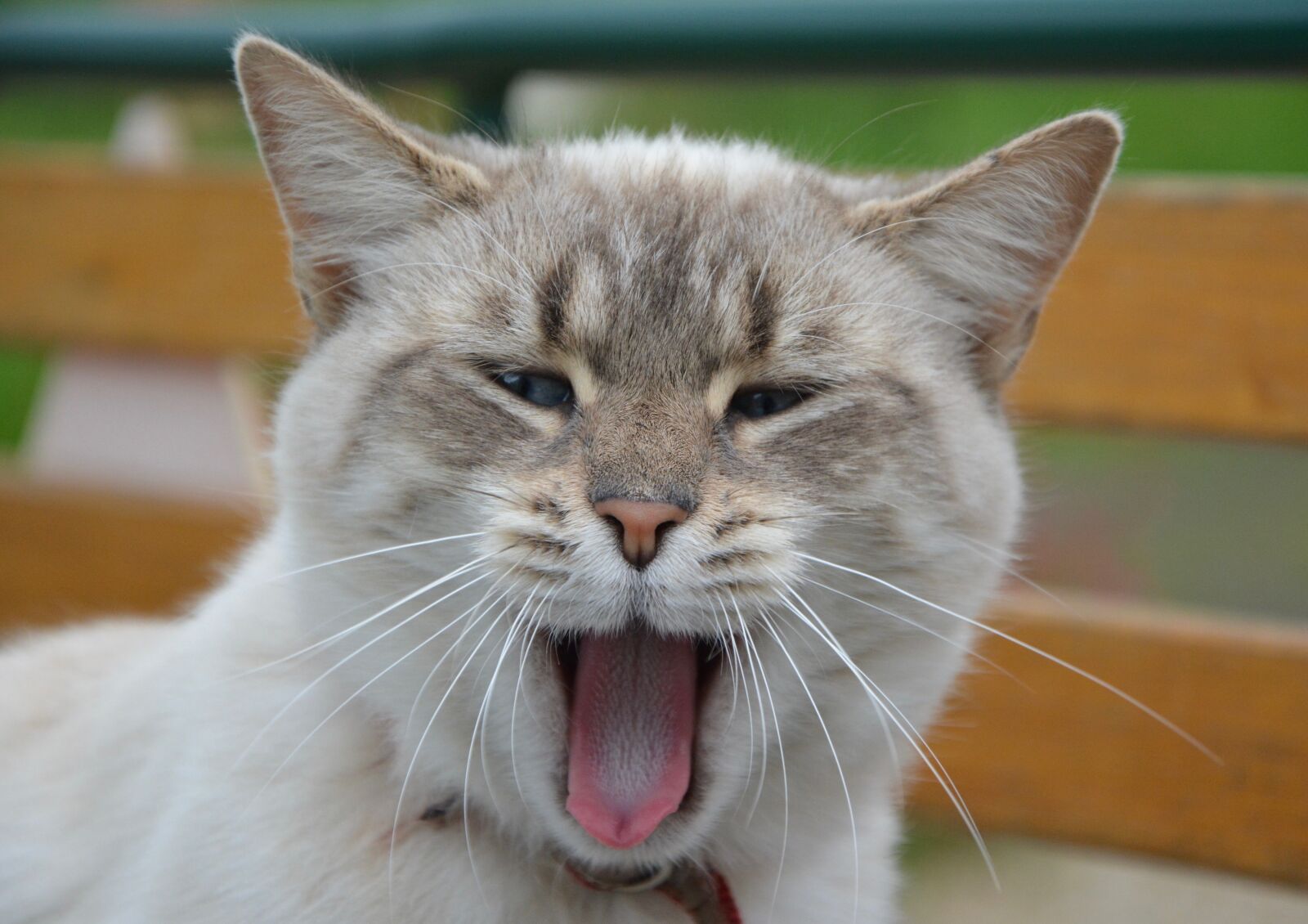 Nikon D5200 sample photo. Cat, domestic animal, grin photography