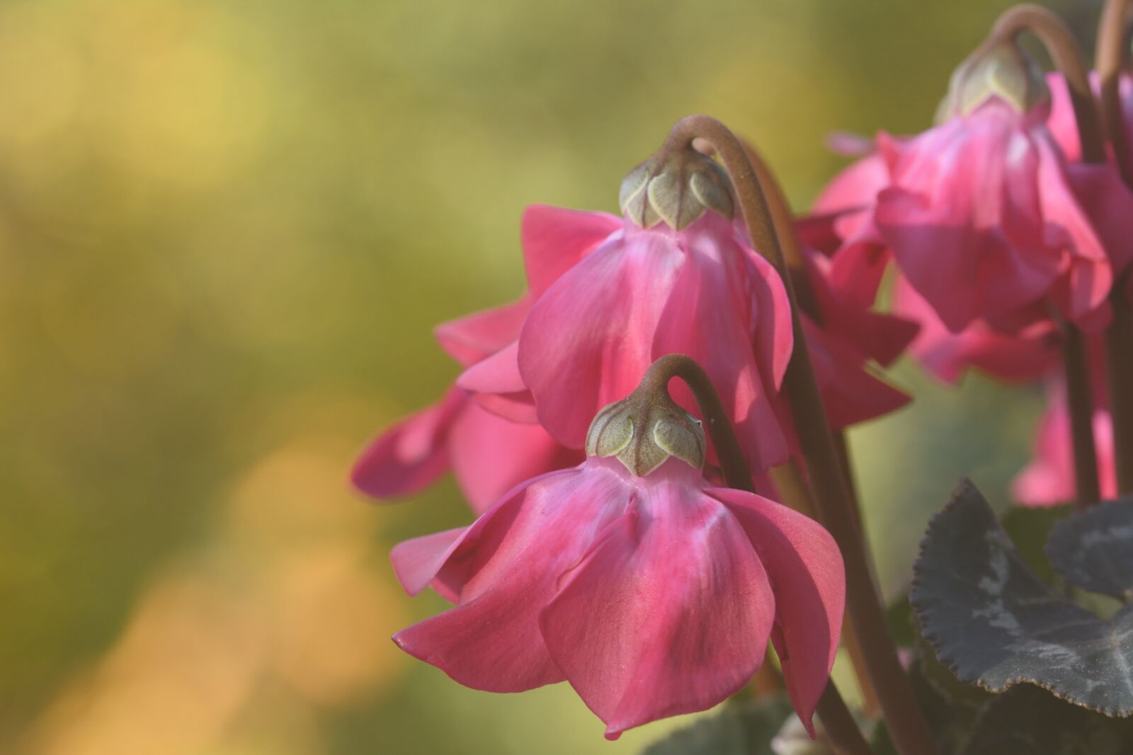 Nikon D5200 sample photo. Flower, plant, cyclamen photography