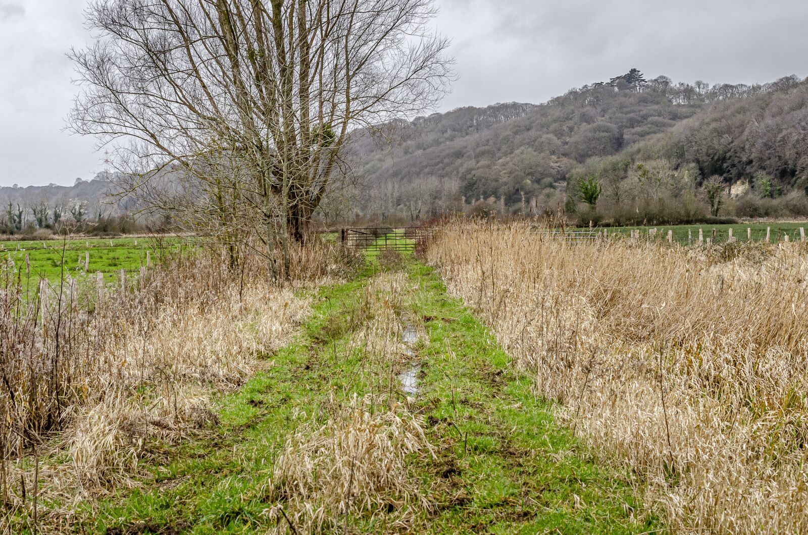 Nikon D7000 sample photo. Path, barrier, field photography