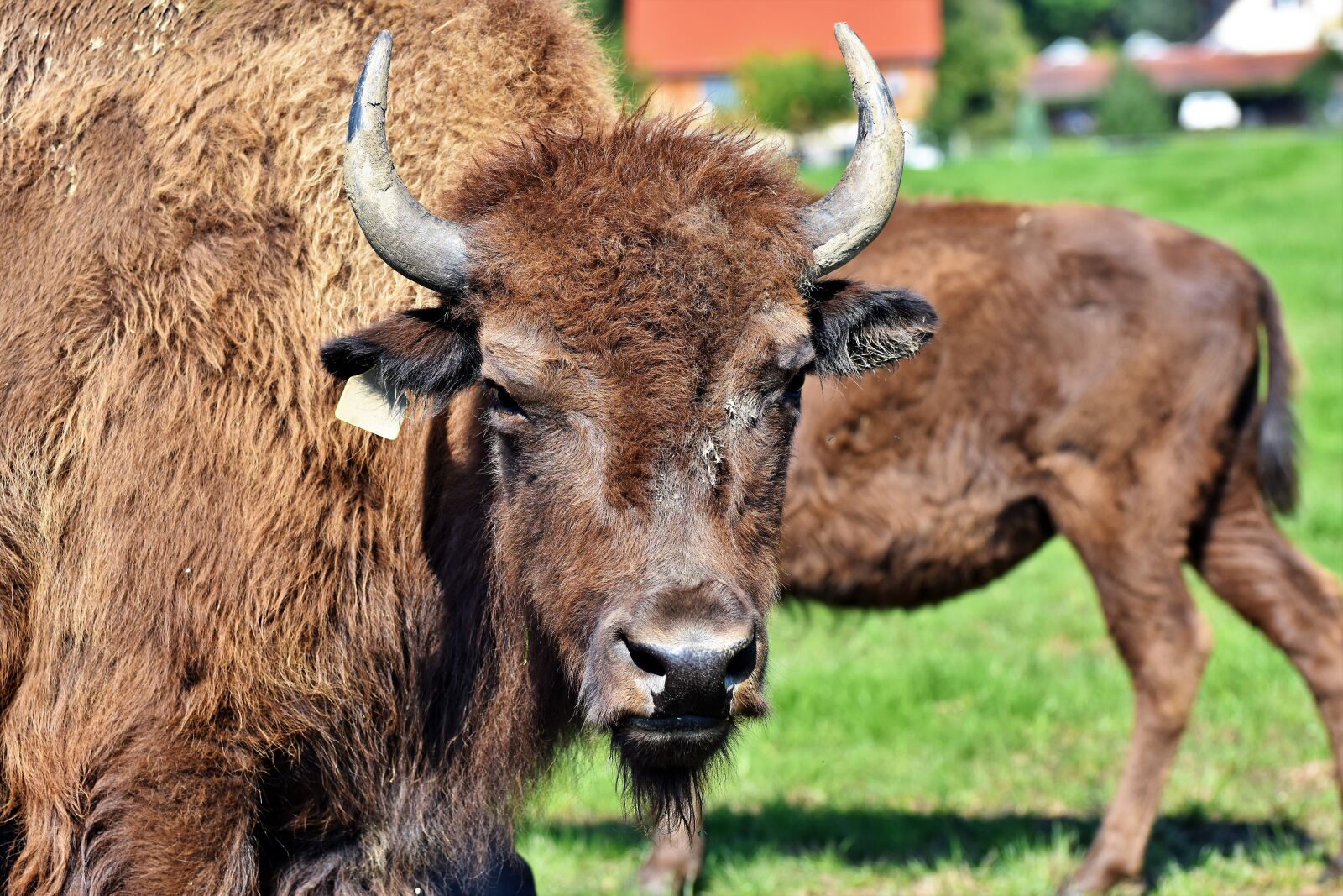 Nikon D7200 sample photo. Bison, buffalo, horns photography