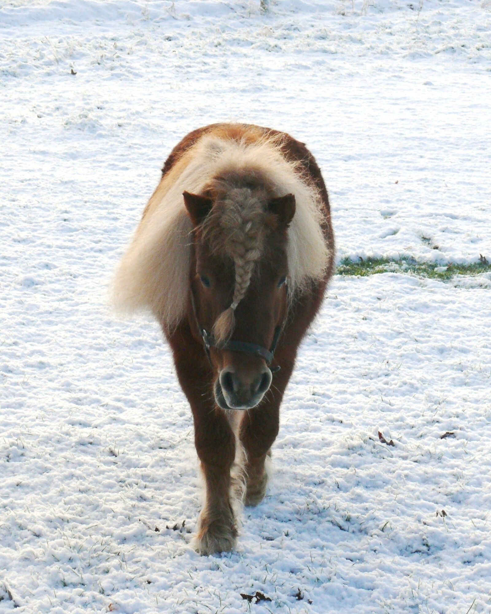 Panasonic DMC-FZ50 sample photo. Shetlander, snow, pasture photography