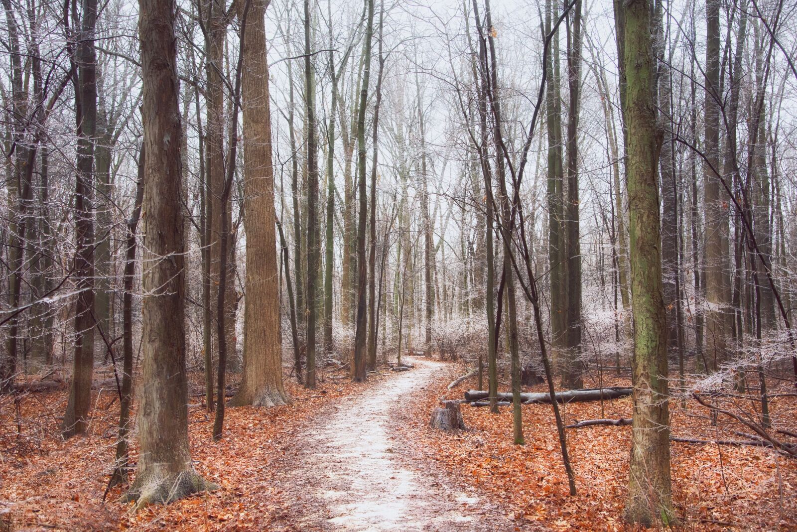 Nikon D750 sample photo. Trees, forest, path photography