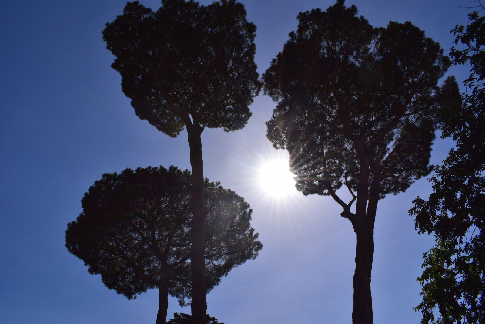 Nikon D3300 sample photo. Rome, tree, sky photography