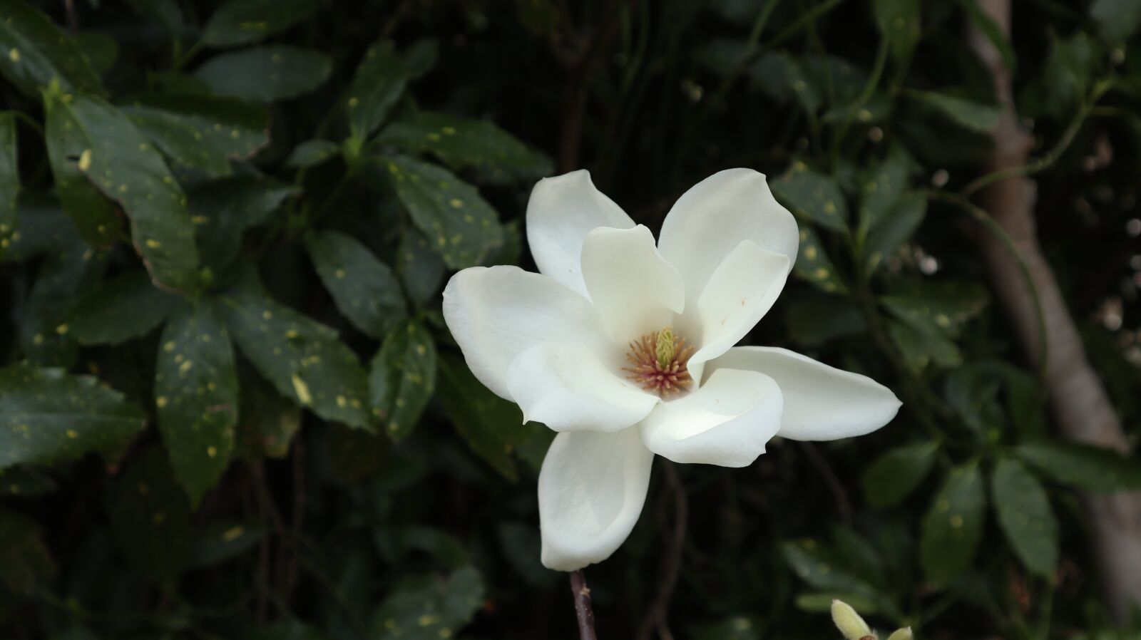 Canon EF-M 15-45mm F3.5-6.3 IS STM sample photo. Magnolia, pink, petals photography