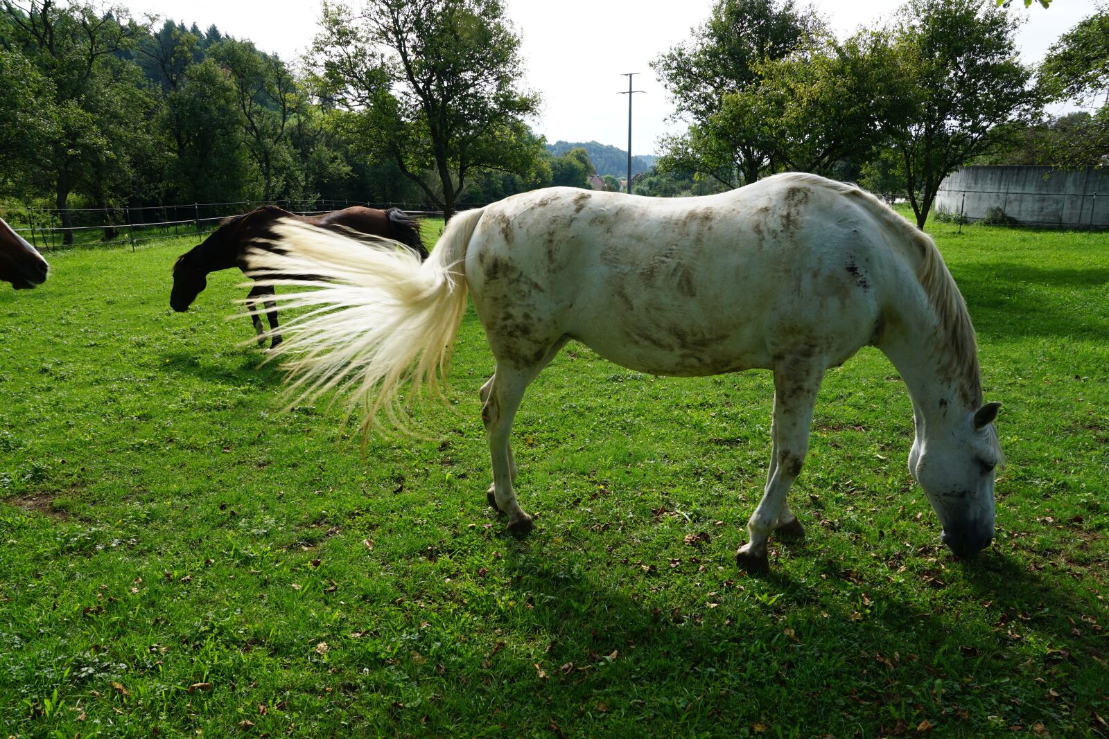 Sony ILCA-77M2 + Sony DT 16-50mm F2.8 SSM sample photo. Horse, nature, pasture photography