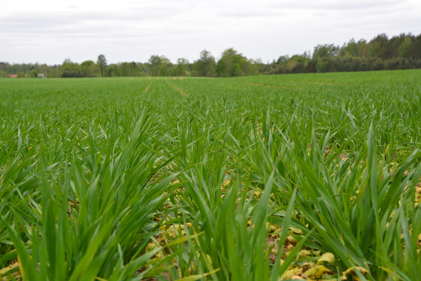 Nikon D5200 sample photo. Grass, field, farm field photography