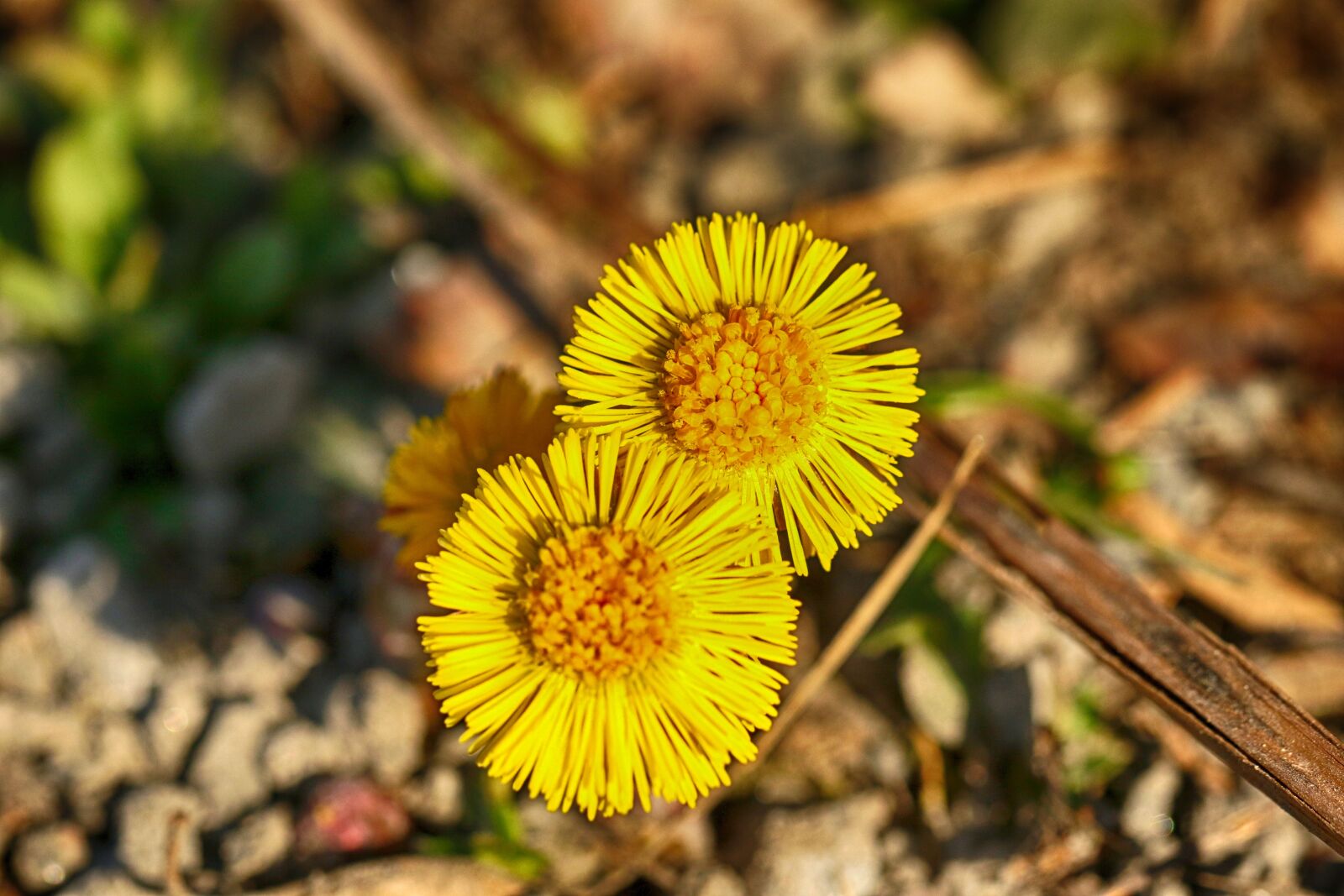 Canon EOS 7D Mark II sample photo. Coltsfoot, flower, spring photography