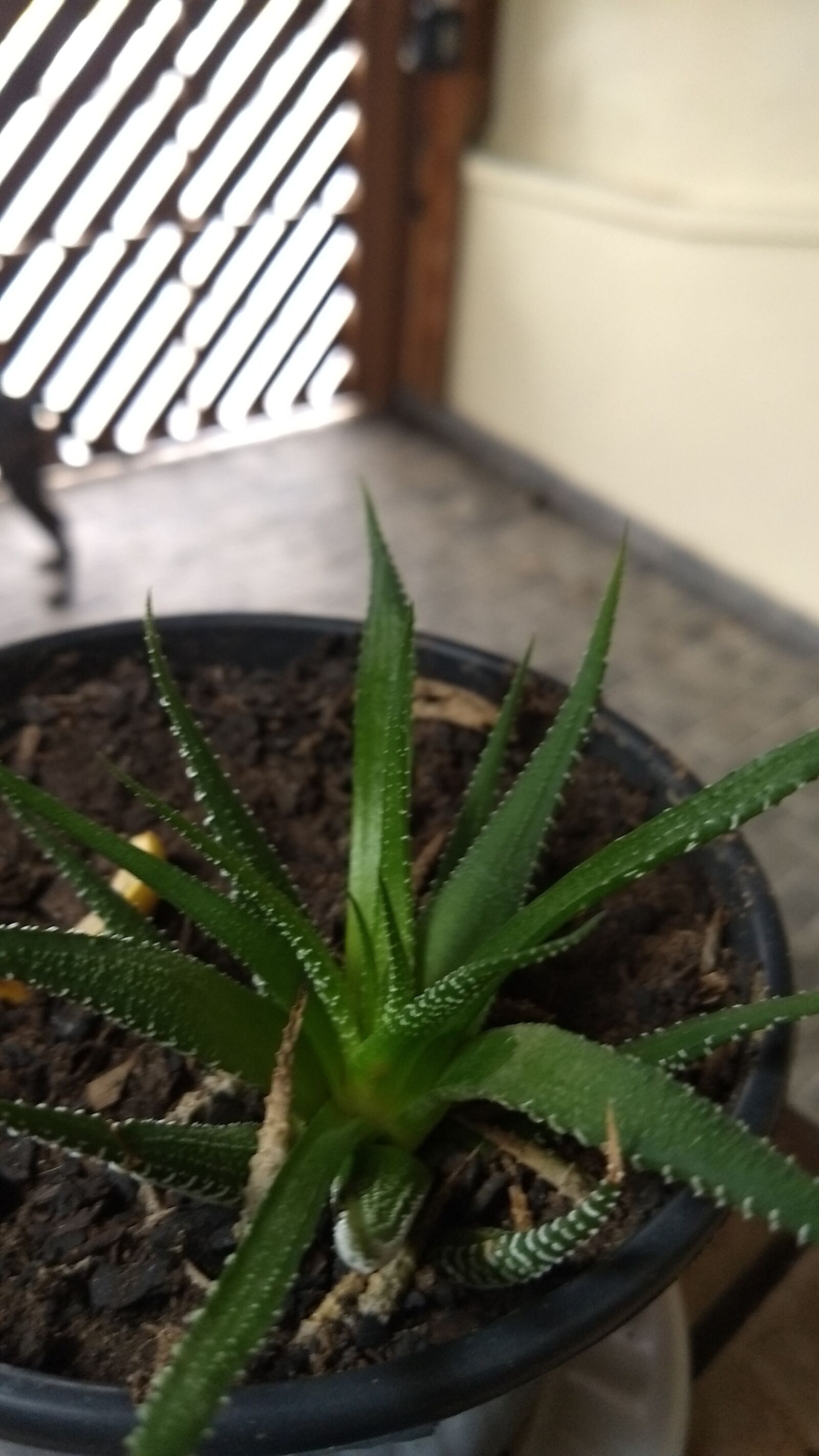 Motorola Moto G (5) Plus sample photo. Plant, nature, leaf photography