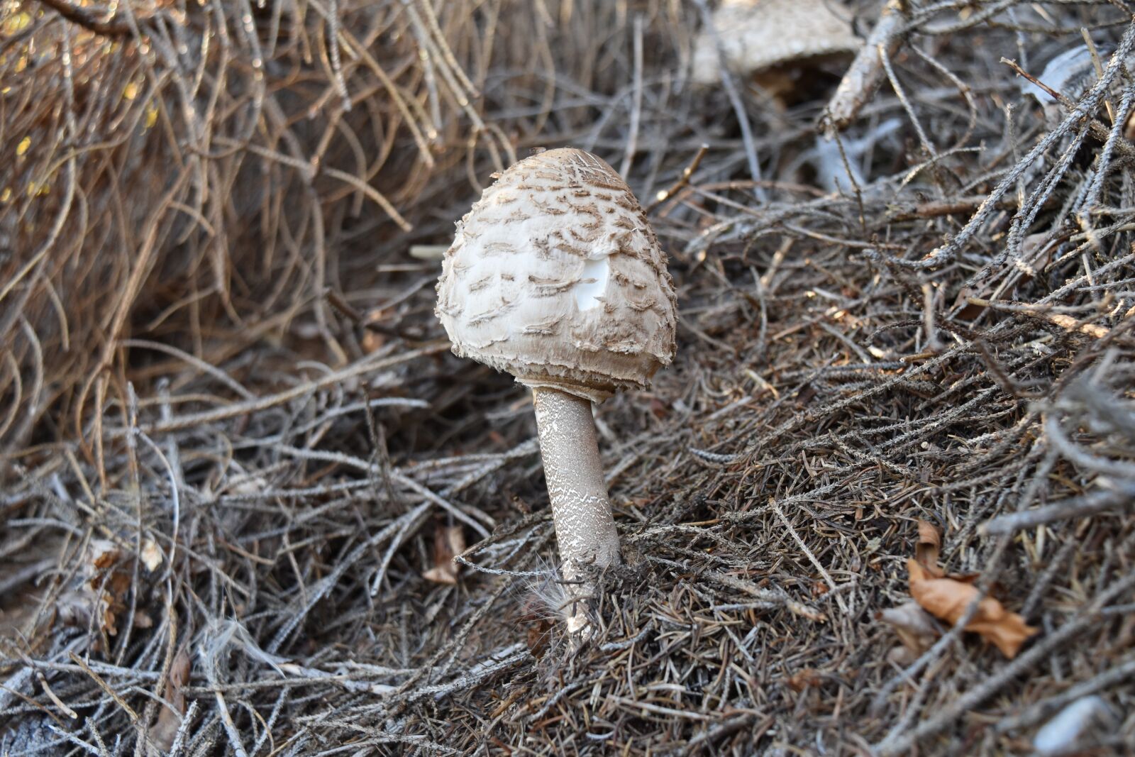 Nikon D5500 sample photo. Fungus, drum stick, autumn photography