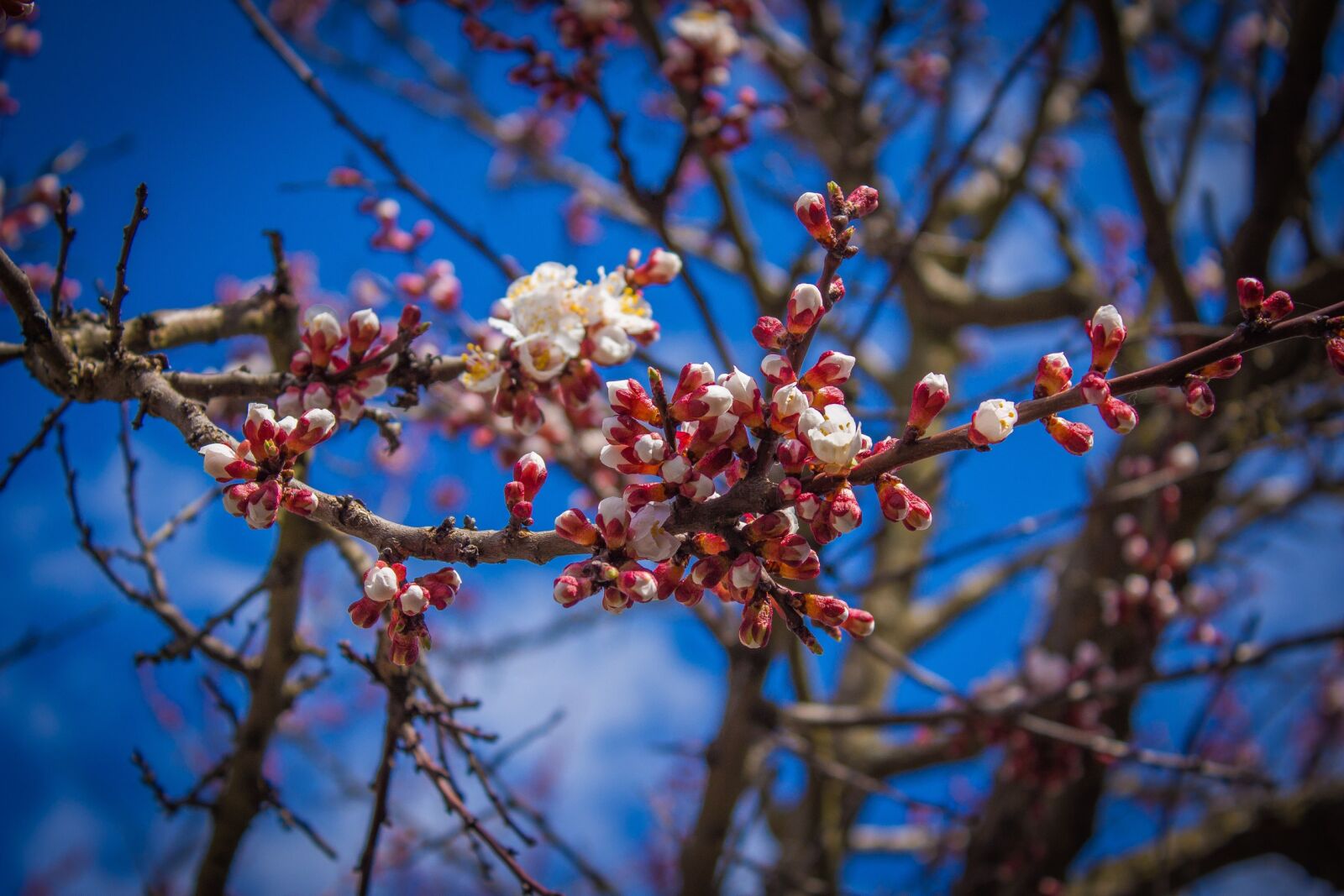 Canon EOS 650D (EOS Rebel T4i / EOS Kiss X6i) sample photo. Nature, sun, spring, tree photography