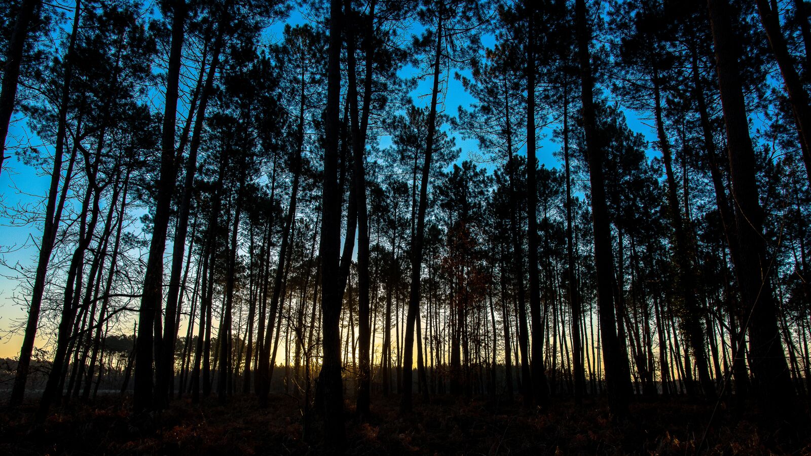 Nikon D7100 sample photo. Arcachon basin, sunset, lanton photography