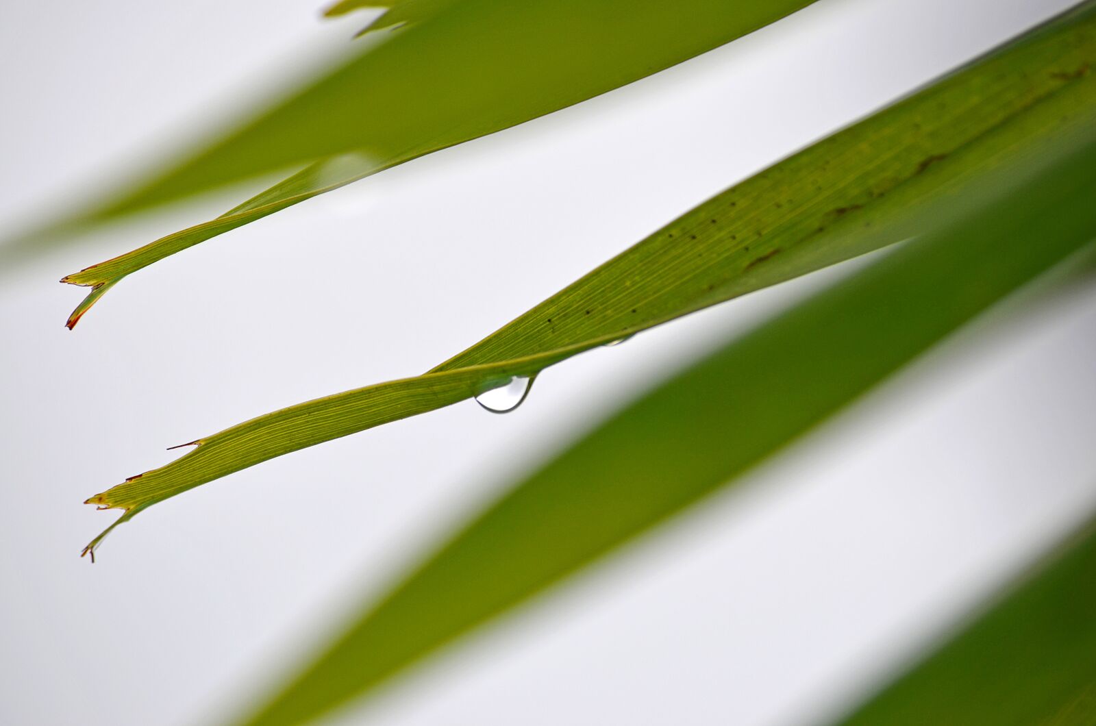 Nikon D5100 sample photo. Drop, palm, rain photography