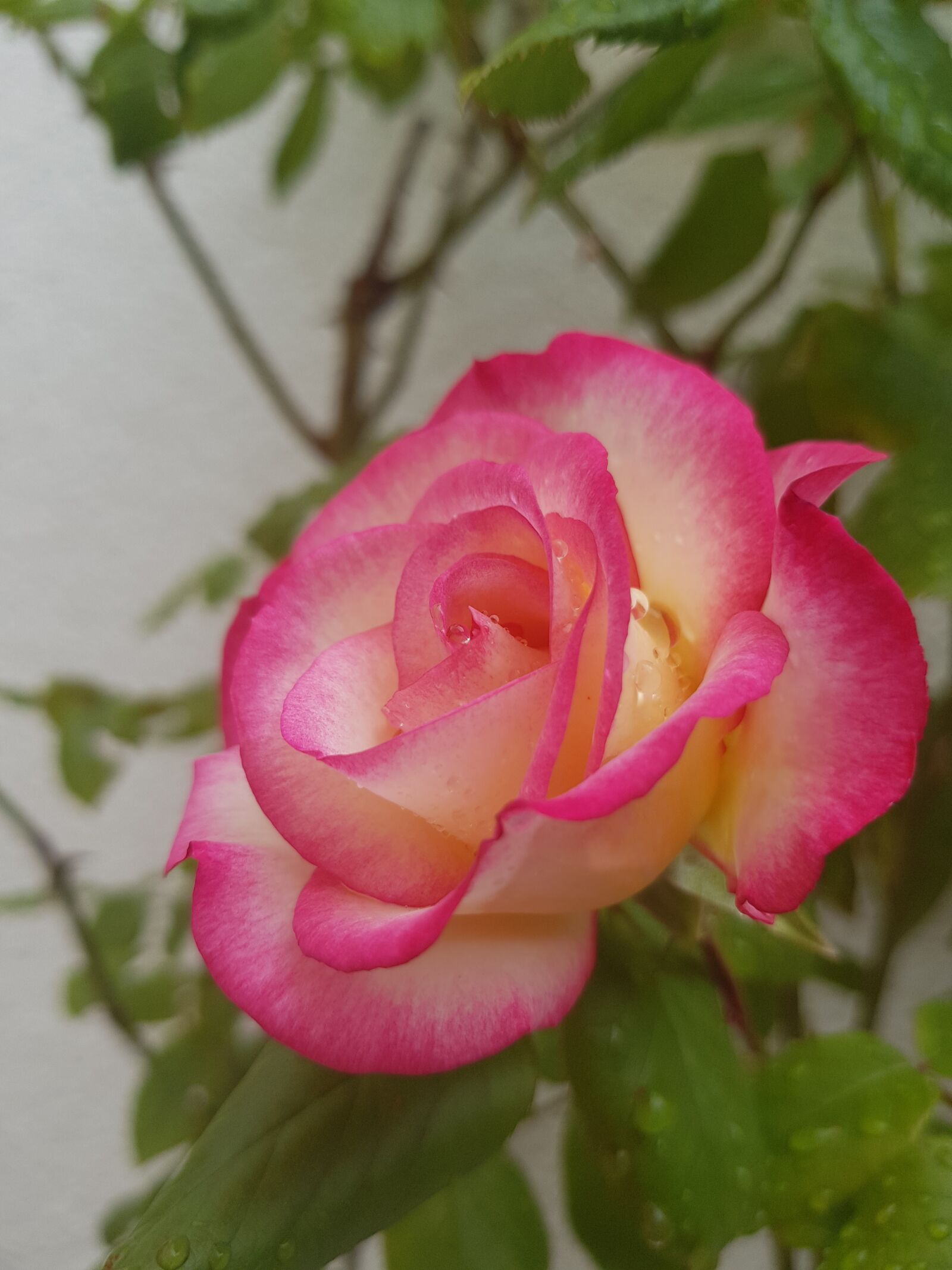 Samsung Galaxy S8+ sample photo. Rose, pink rose, summer photography