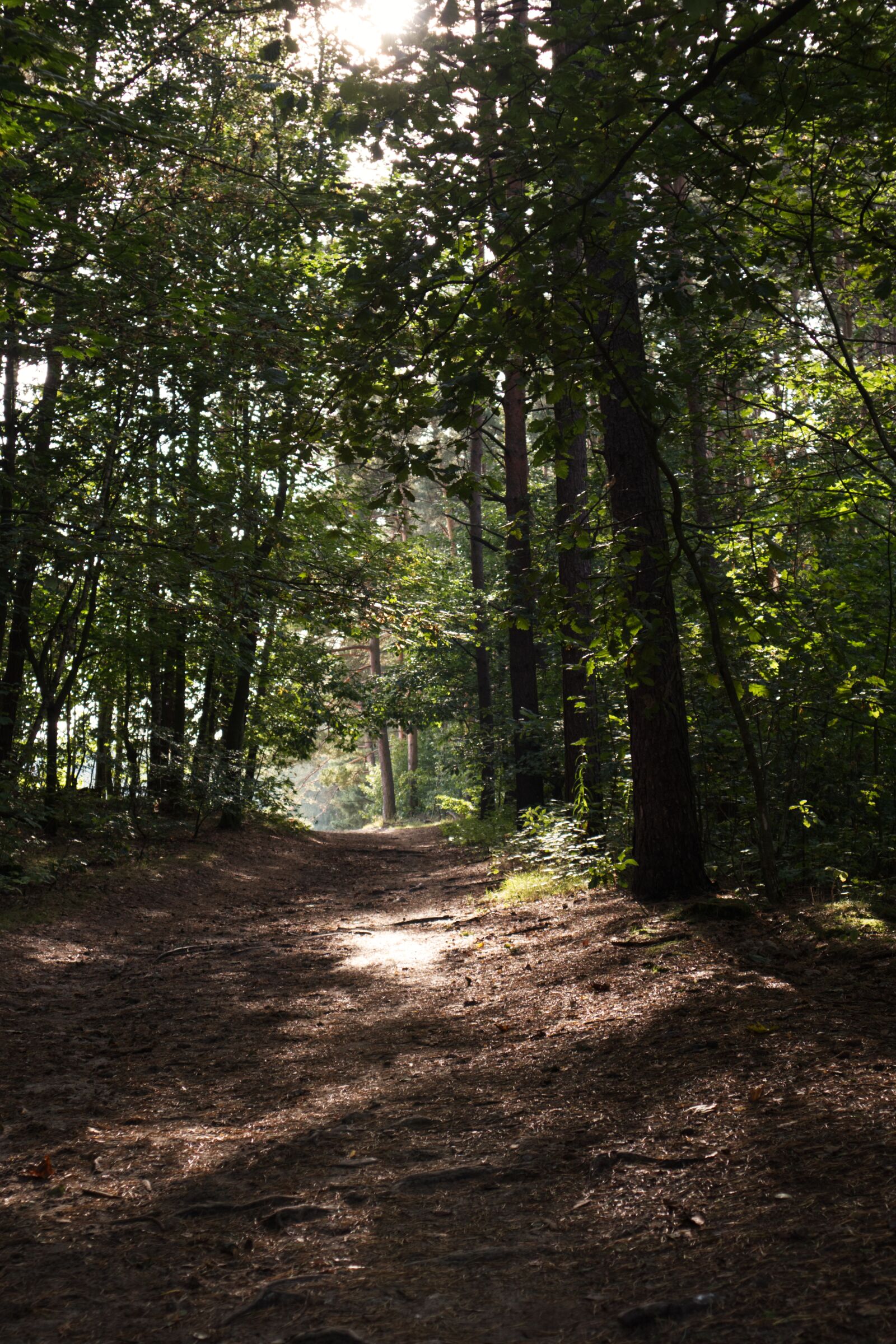 Canon EOS M50 (EOS Kiss M) sample photo. Landscape, forest, walk photography