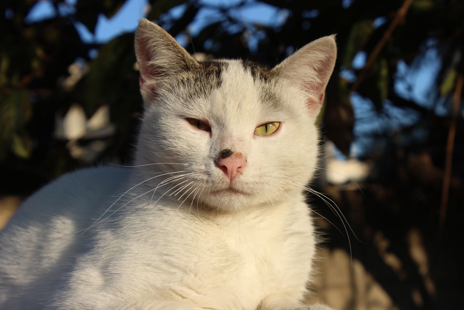 Canon EOS 600D (Rebel EOS T3i / EOS Kiss X5) sample photo. Cat, animals, nature photography
