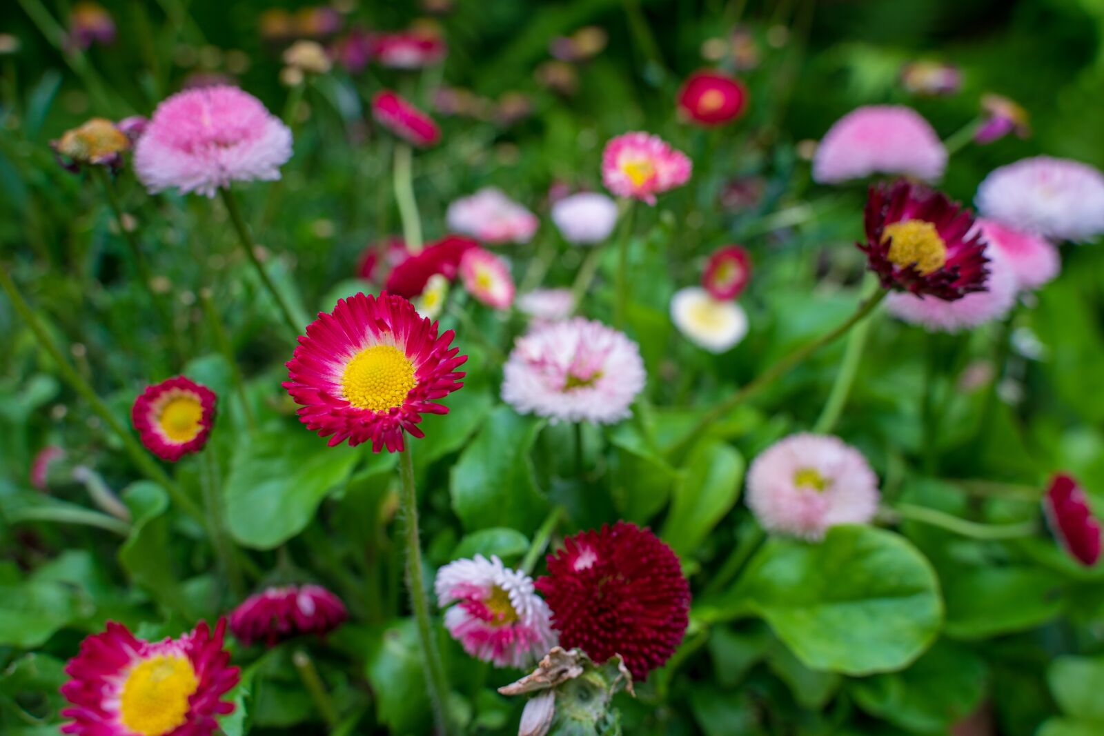 Sony a7 II sample photo. Flowers, bouquet, mother's day photography