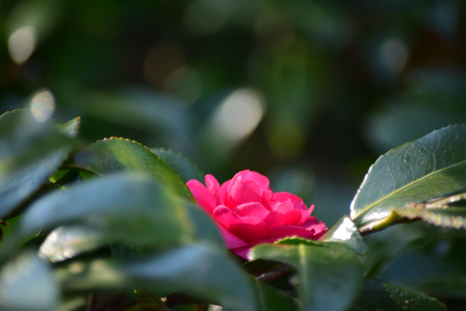 Nikon D5300 sample photo. Flower, secret, flowers photography