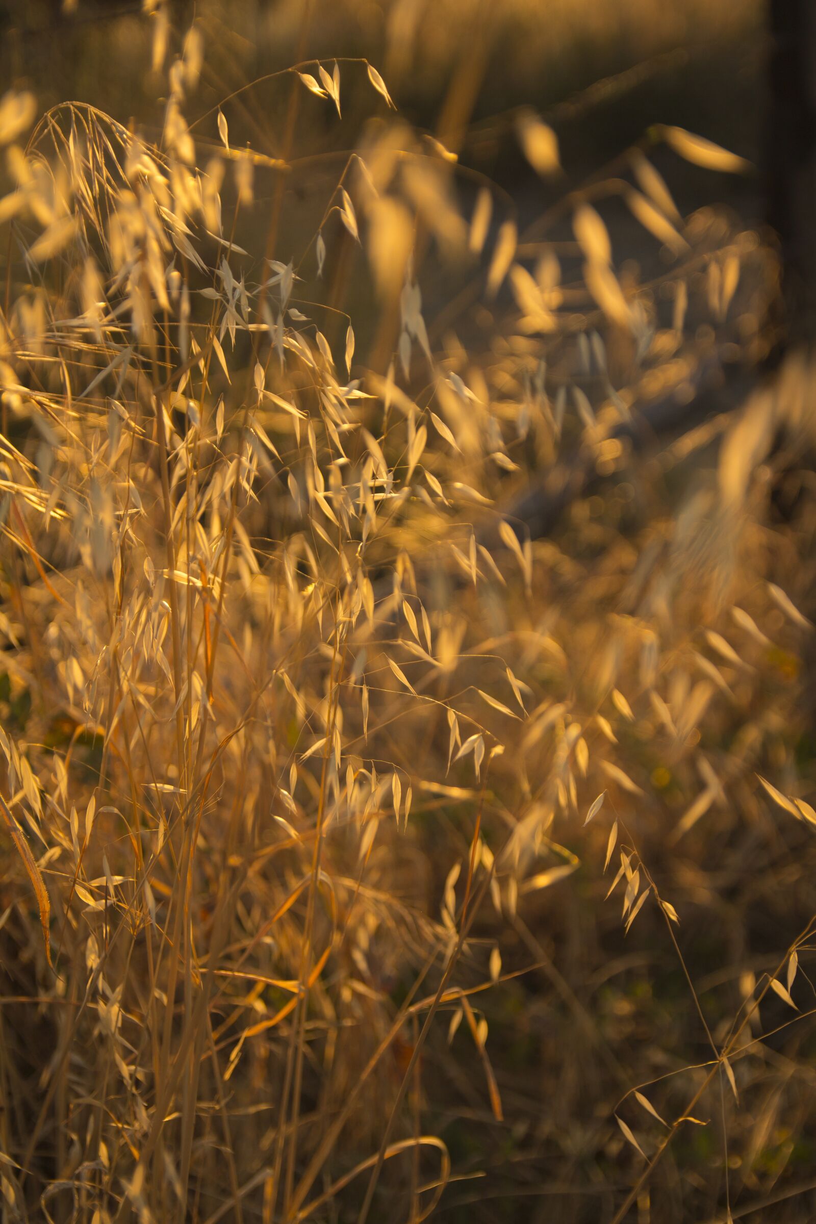 Canon EOS 60D sample photo. Seeds, spikes, sunset photography