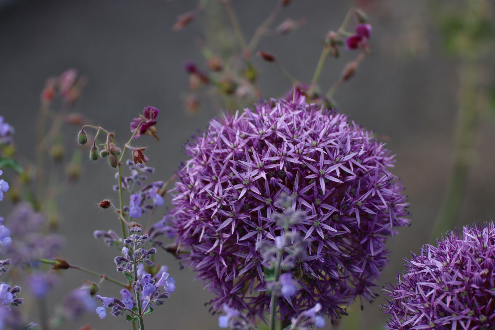 Canon EOS 90D sample photo. Flowers, meadow, yellow photography