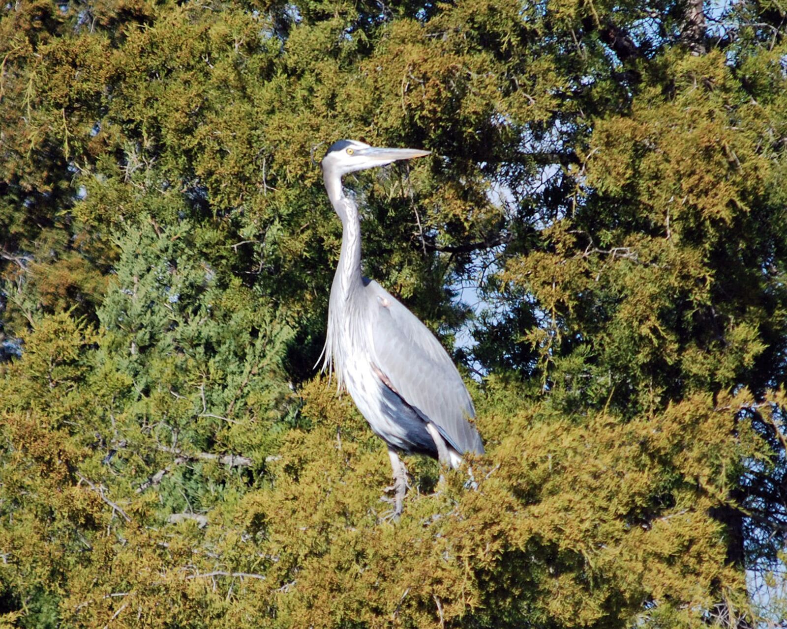 Nikon D80 sample photo. Heron, bird, wildlife photography