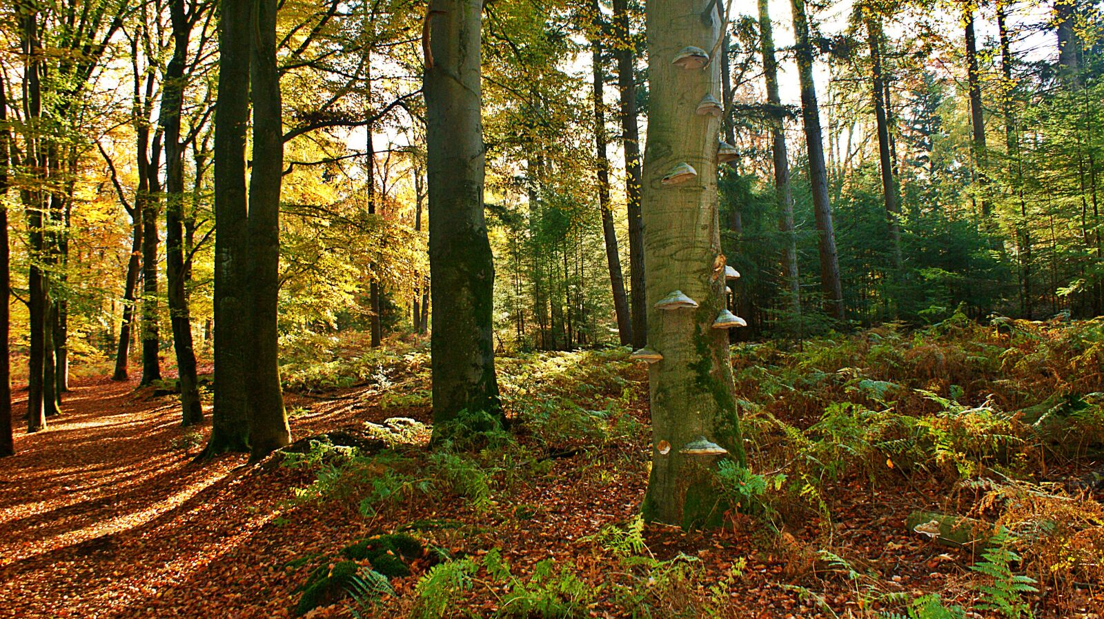 Sony Alpha DSLR-A350 sample photo. Forest, tree trunk, mushrooms photography