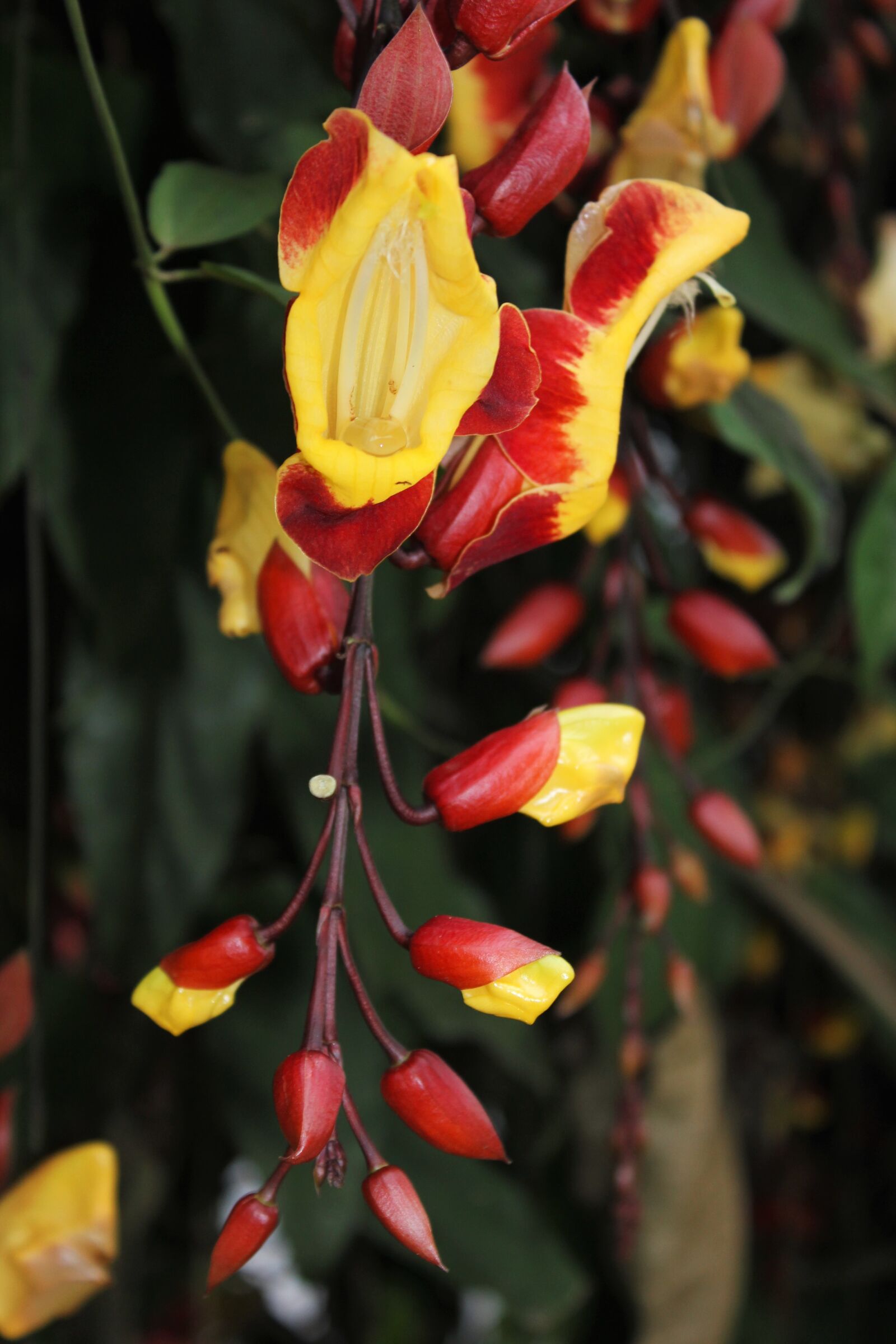 Canon EOS 550D (EOS Rebel T2i / EOS Kiss X4) sample photo. Plant, flower, red photography
