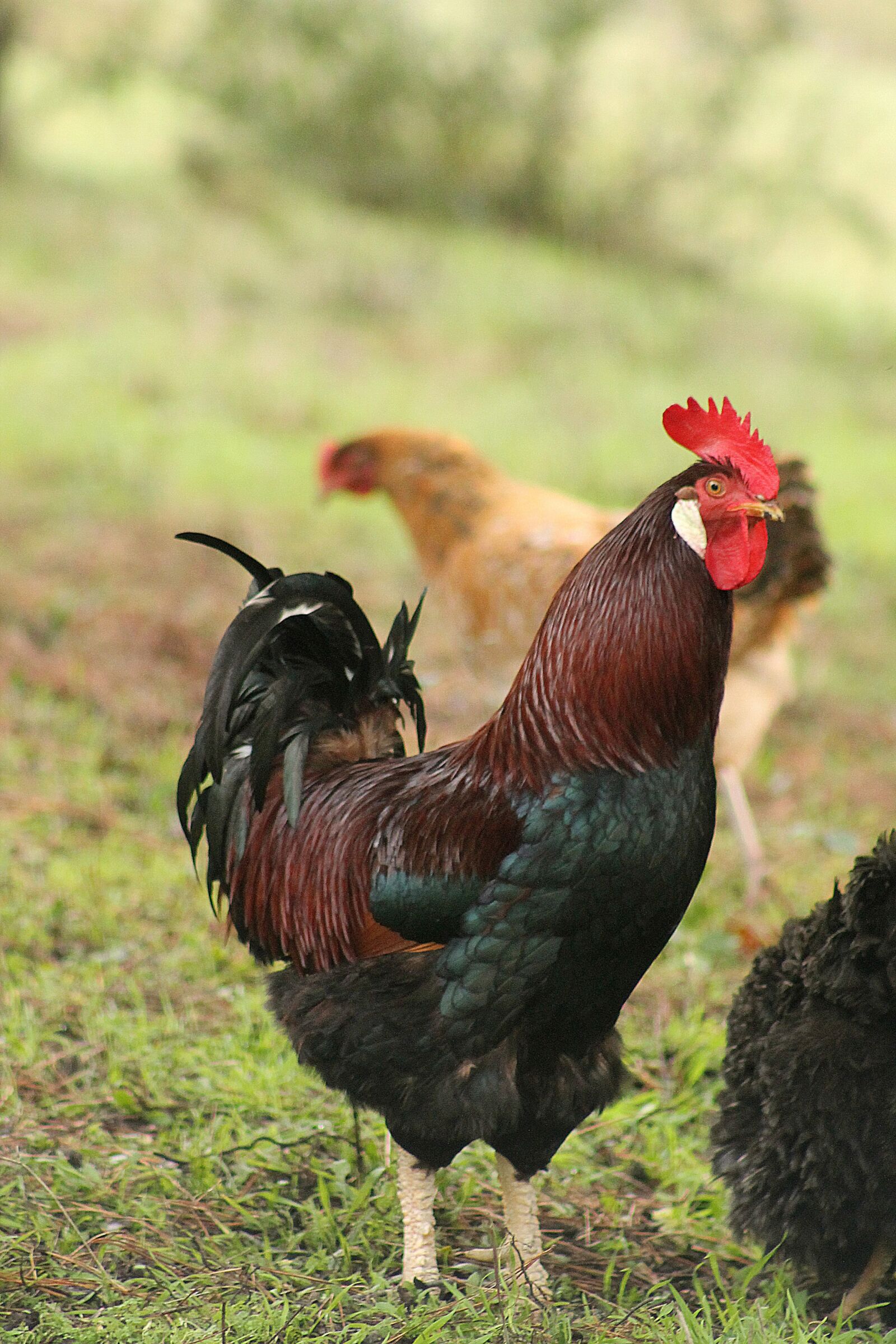 Canon EF 75-300mm f/4-5.6 USM sample photo. Gallo, roosters, chicken coop photography