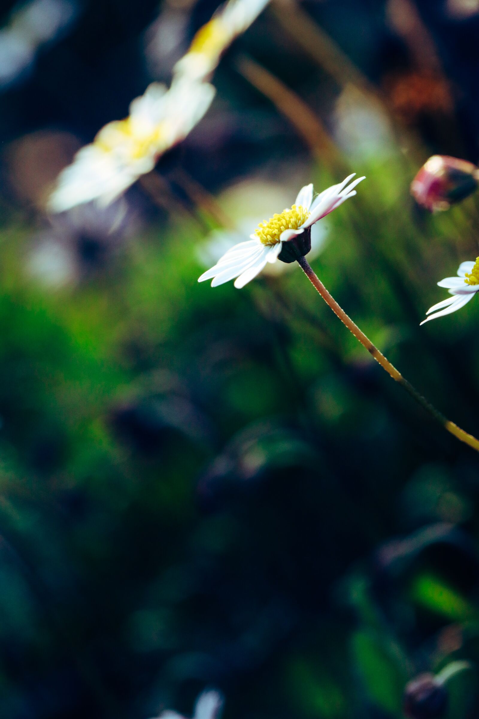 Canon EOS R sample photo. Flower, daisy, blossom photography
