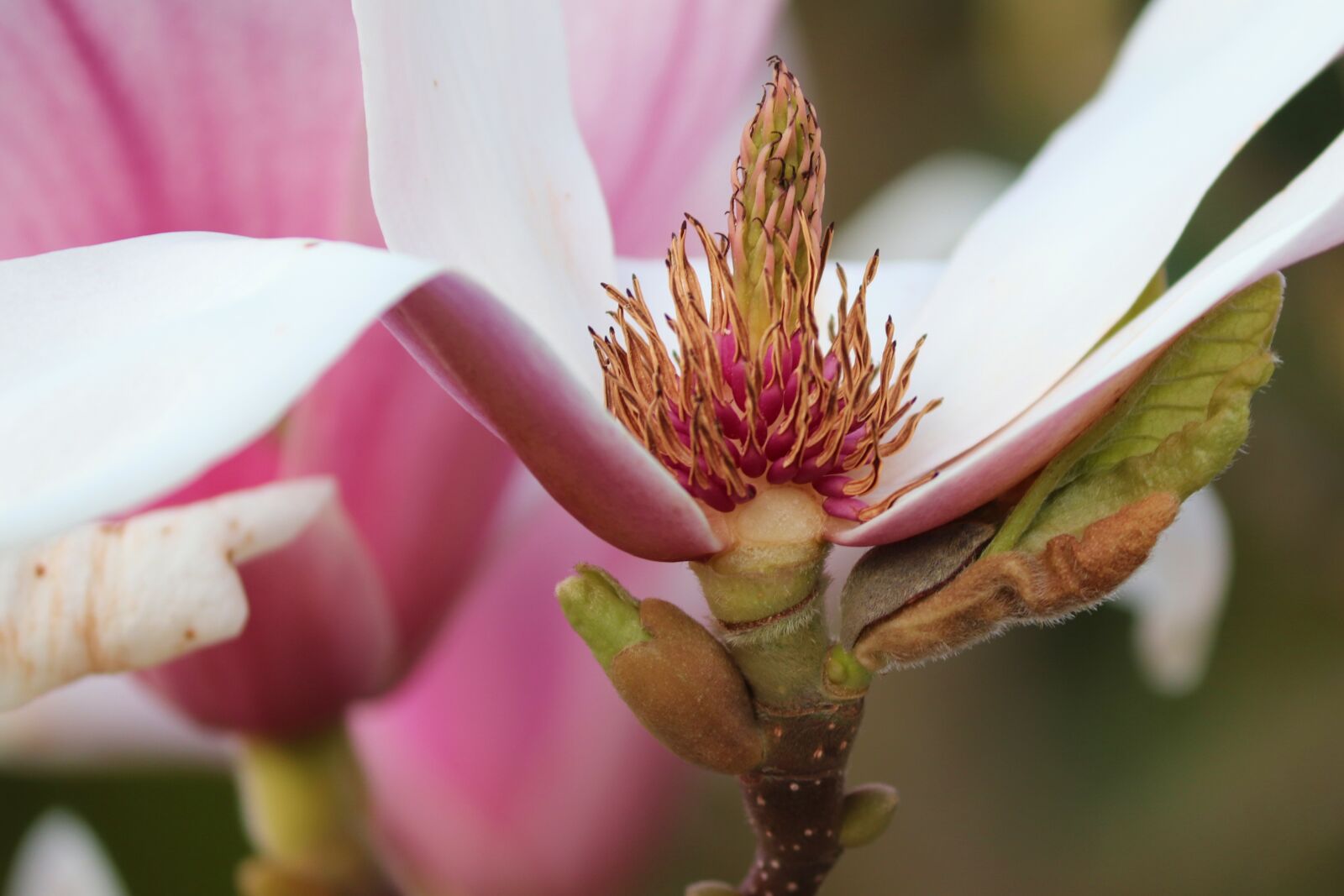 Canon EOS 200D (EOS Rebel SL2 / EOS Kiss X9) sample photo. Magnolia, magnolia blossom, detail photography