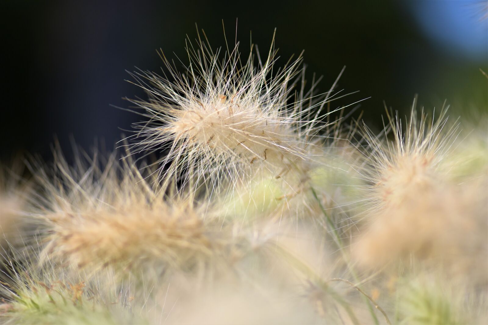 Nikon D5500 sample photo. Bamboo grassedit this page photography