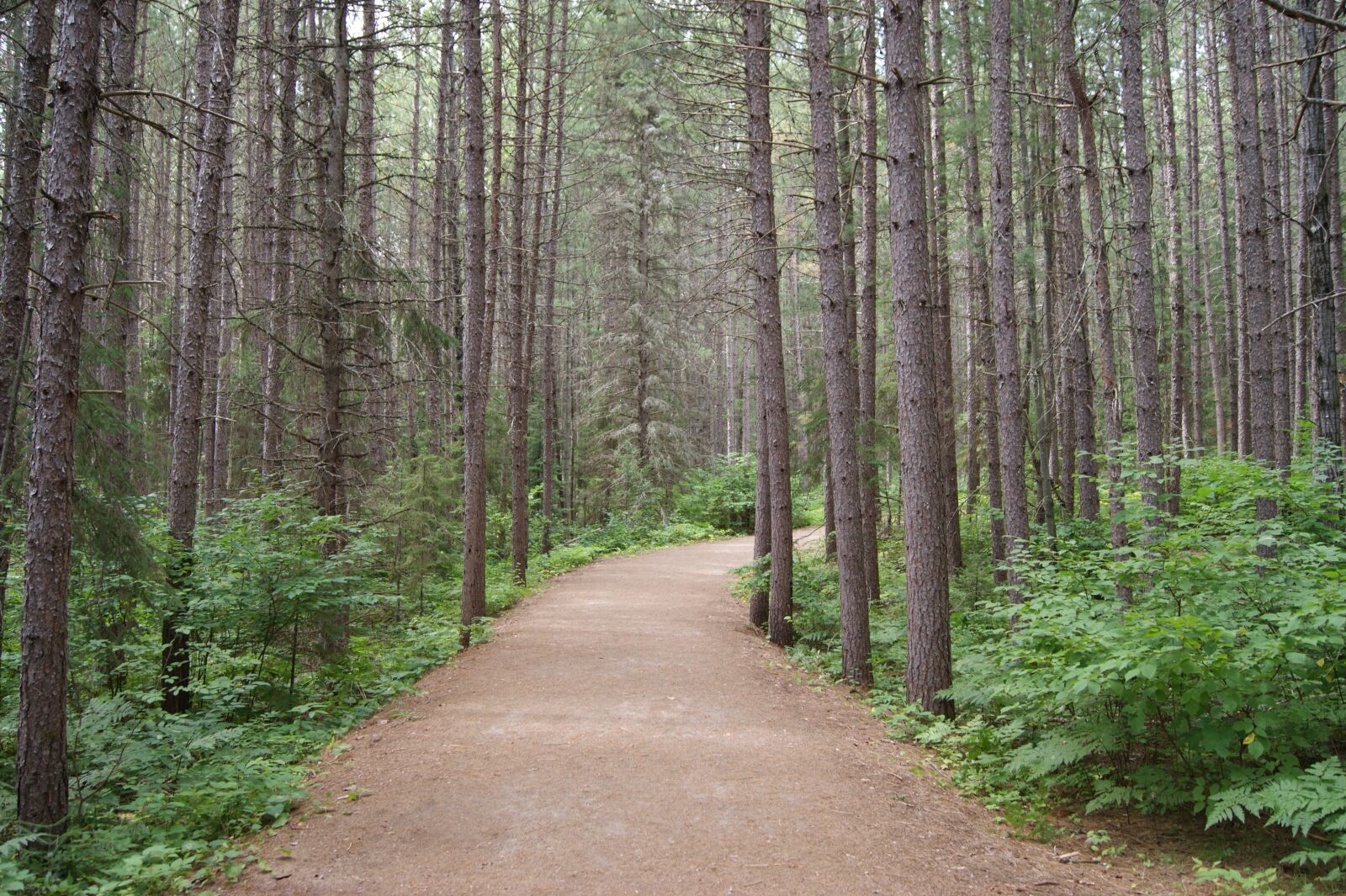 Sony Alpha DSLR-A390 sample photo. Trail, algonquin park, ontario photography