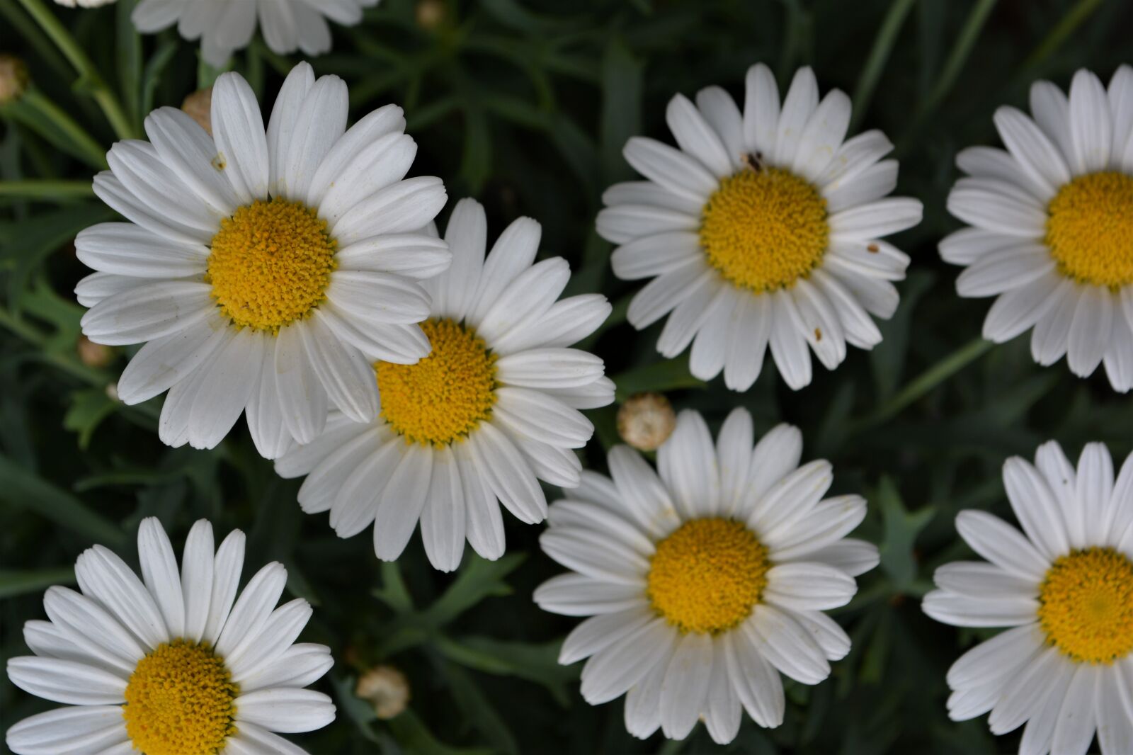 Nikon D5200 sample photo. Flower, white, white flower photography