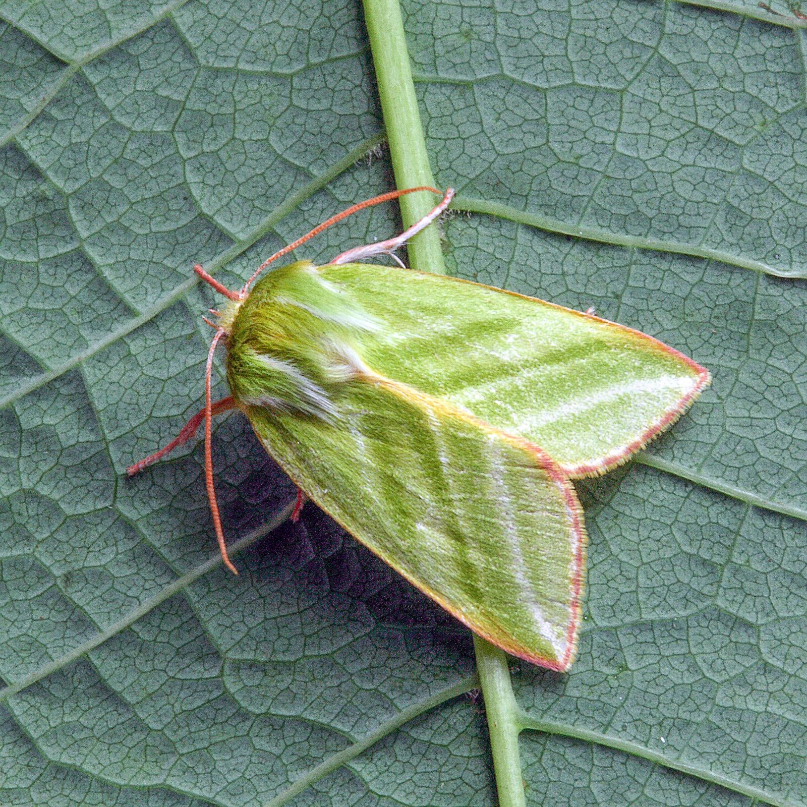 Canon EOS 400D (EOS Digital Rebel XTi / EOS Kiss Digital X) sample photo. Green-silver-lines, moth, striped photography